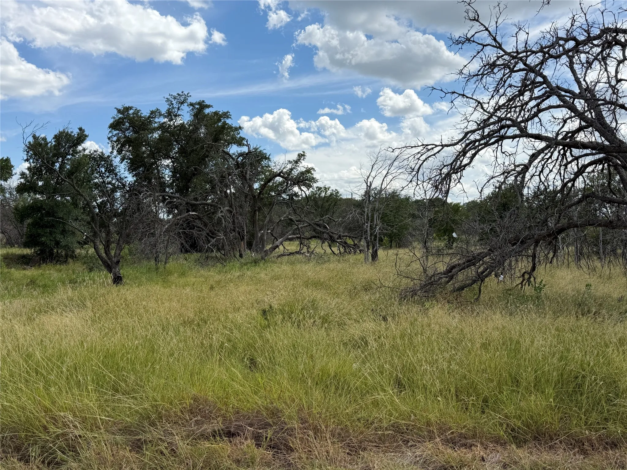 Expansive natural landscape featuring varied foliage and open areas of tall grasses