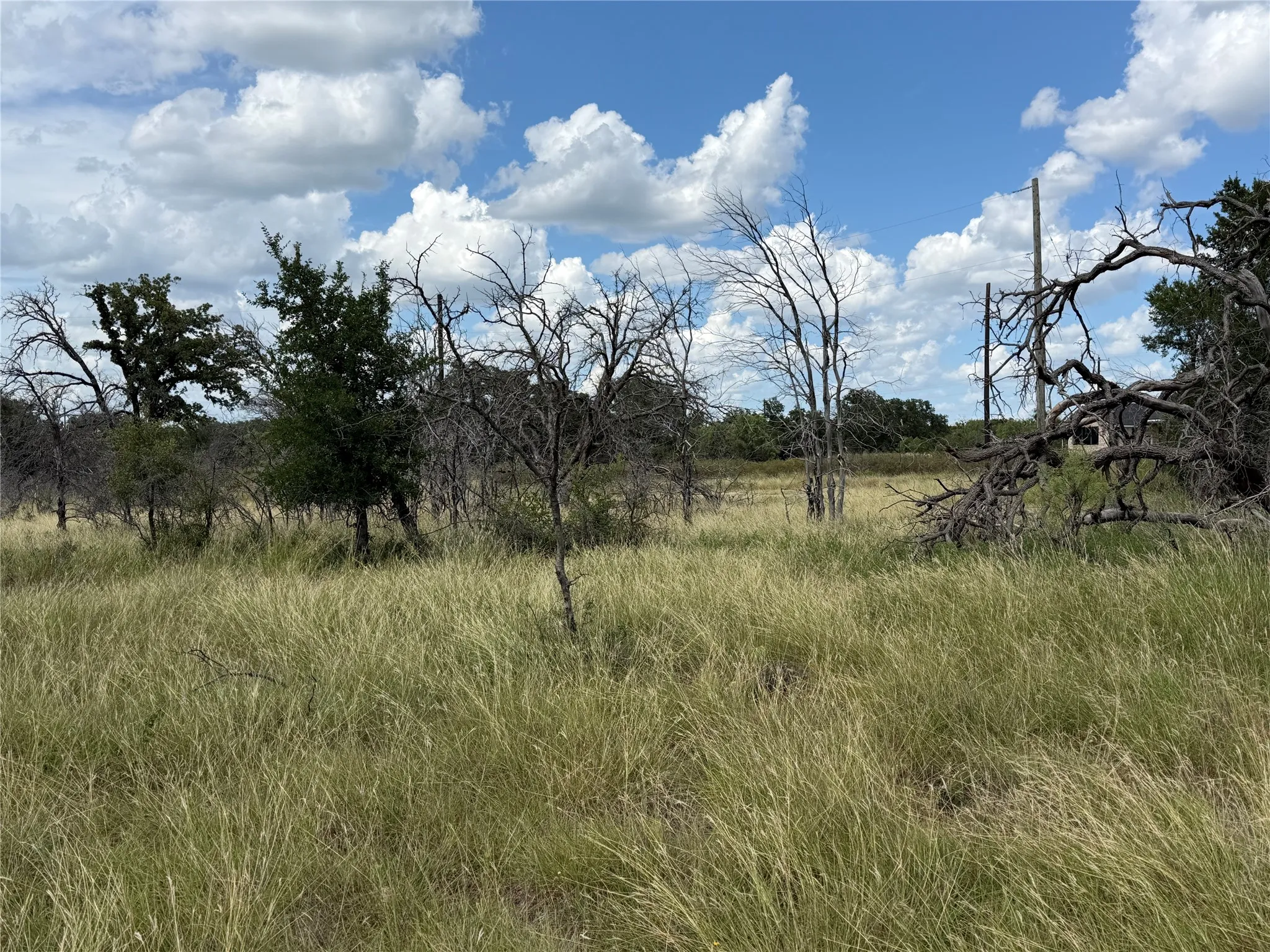 Expansive undeveloped land featuring mature trees and varied foliage