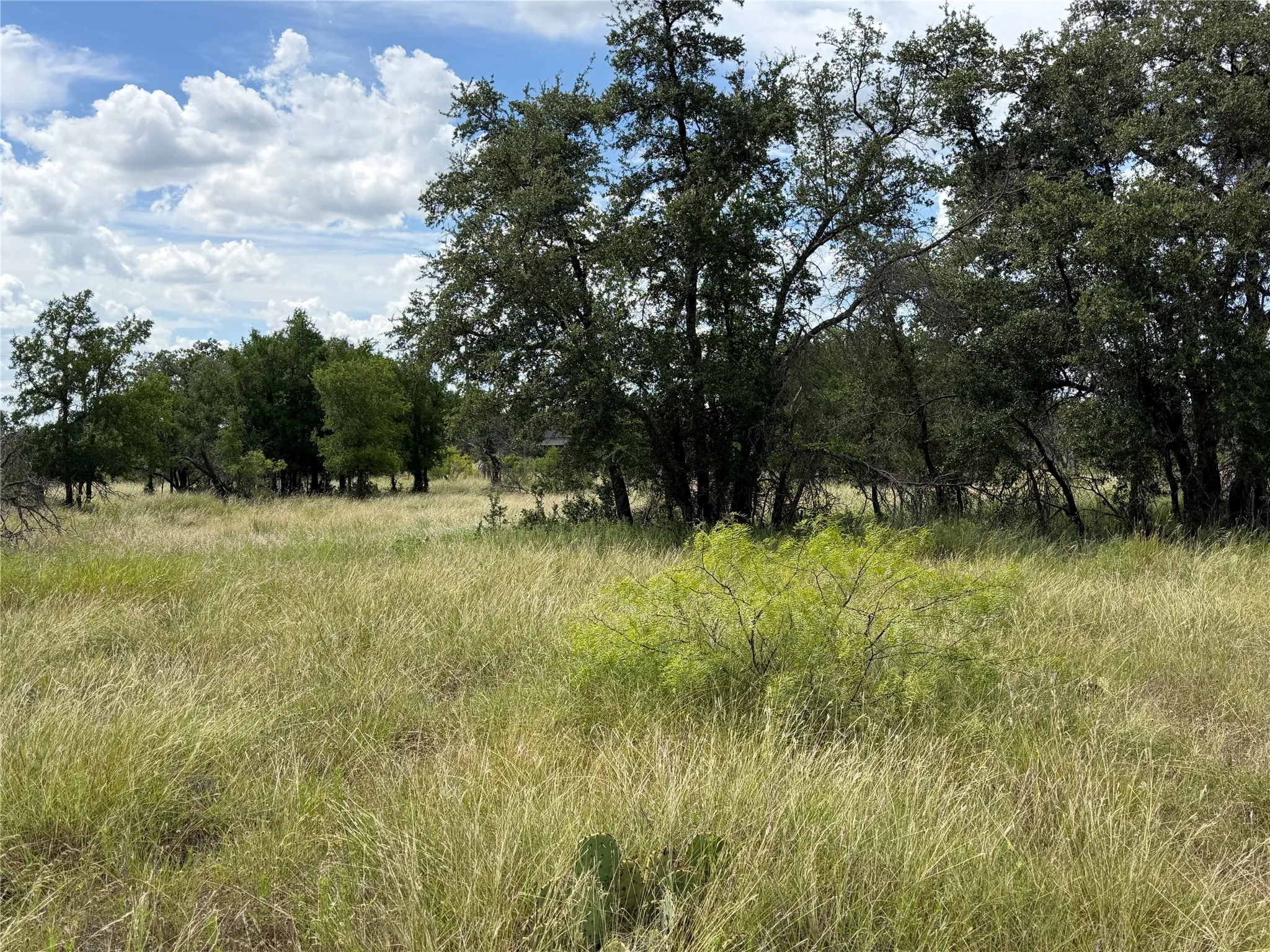 Expansive undeveloped land featuring natural grasses, mature trees, and native vegetation