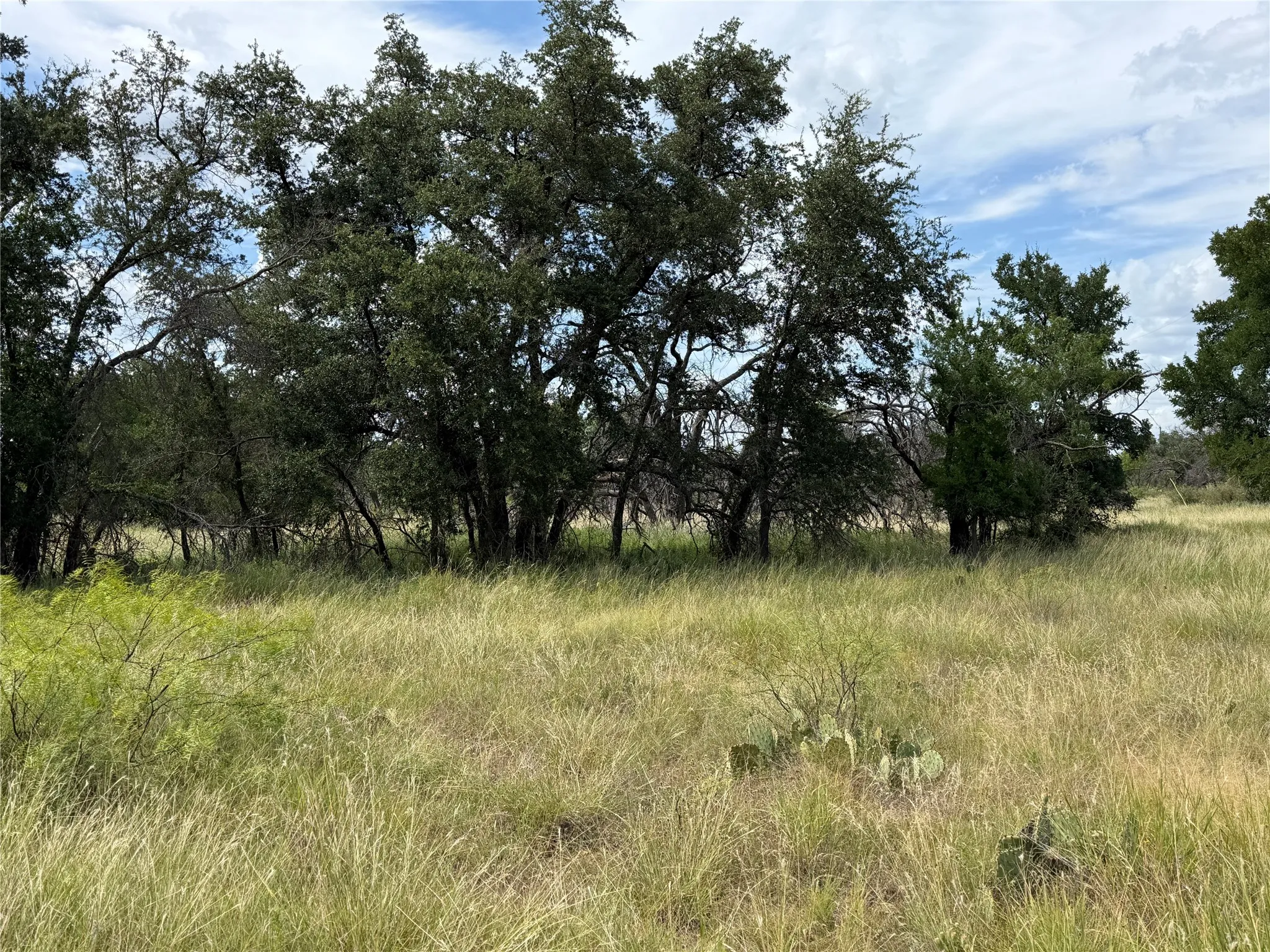 Expansive natural landscape featuring a mix of mature trees and native grasses