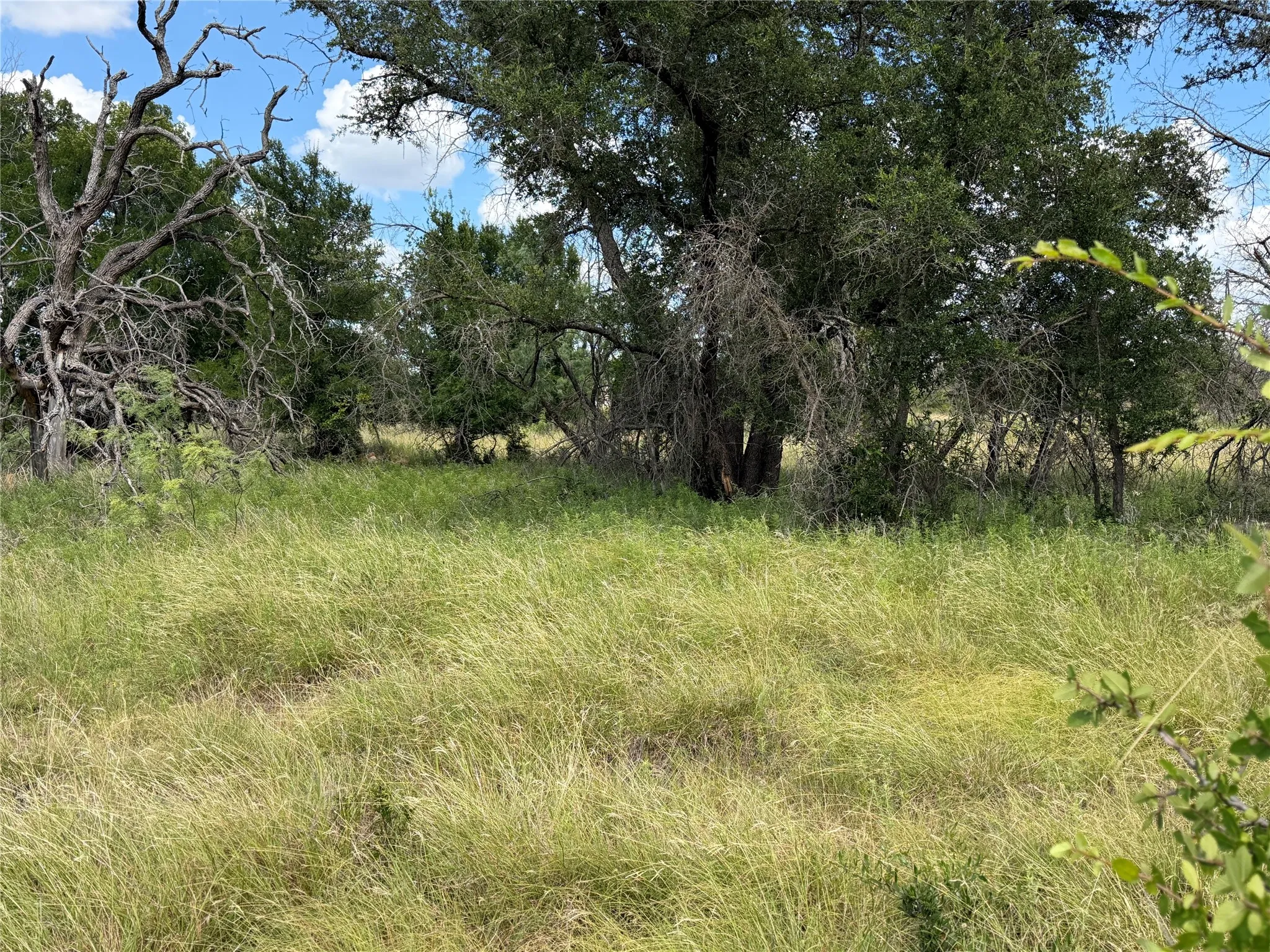 Expansive natural landscape featuring mature trees and abundant natural grasses