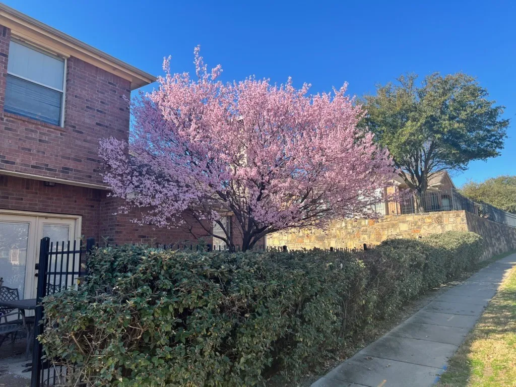 Japanese Cherry Tree in Bloom. (Late February)
