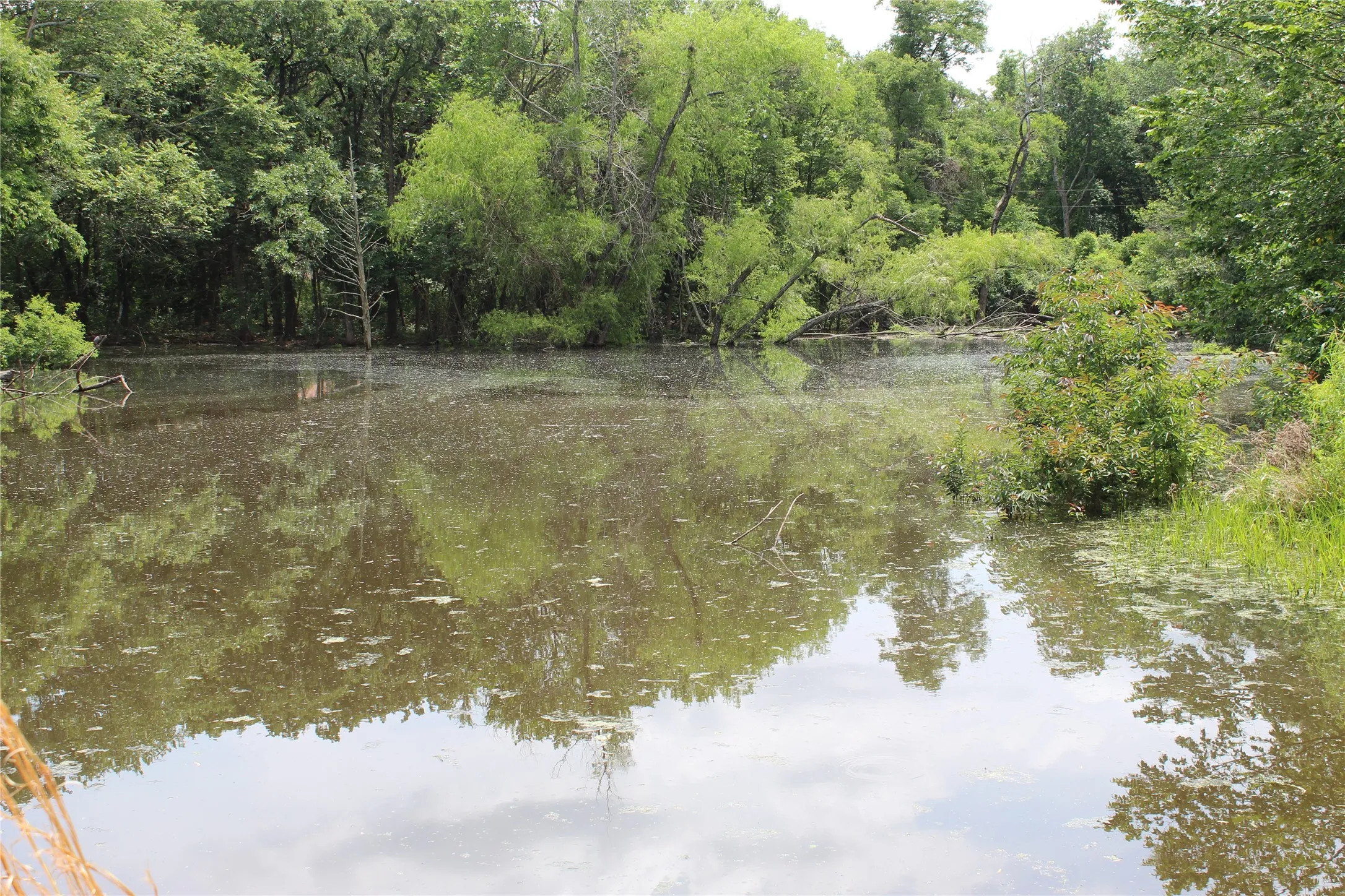 Natural water feature surrounded by dense, mature foliage