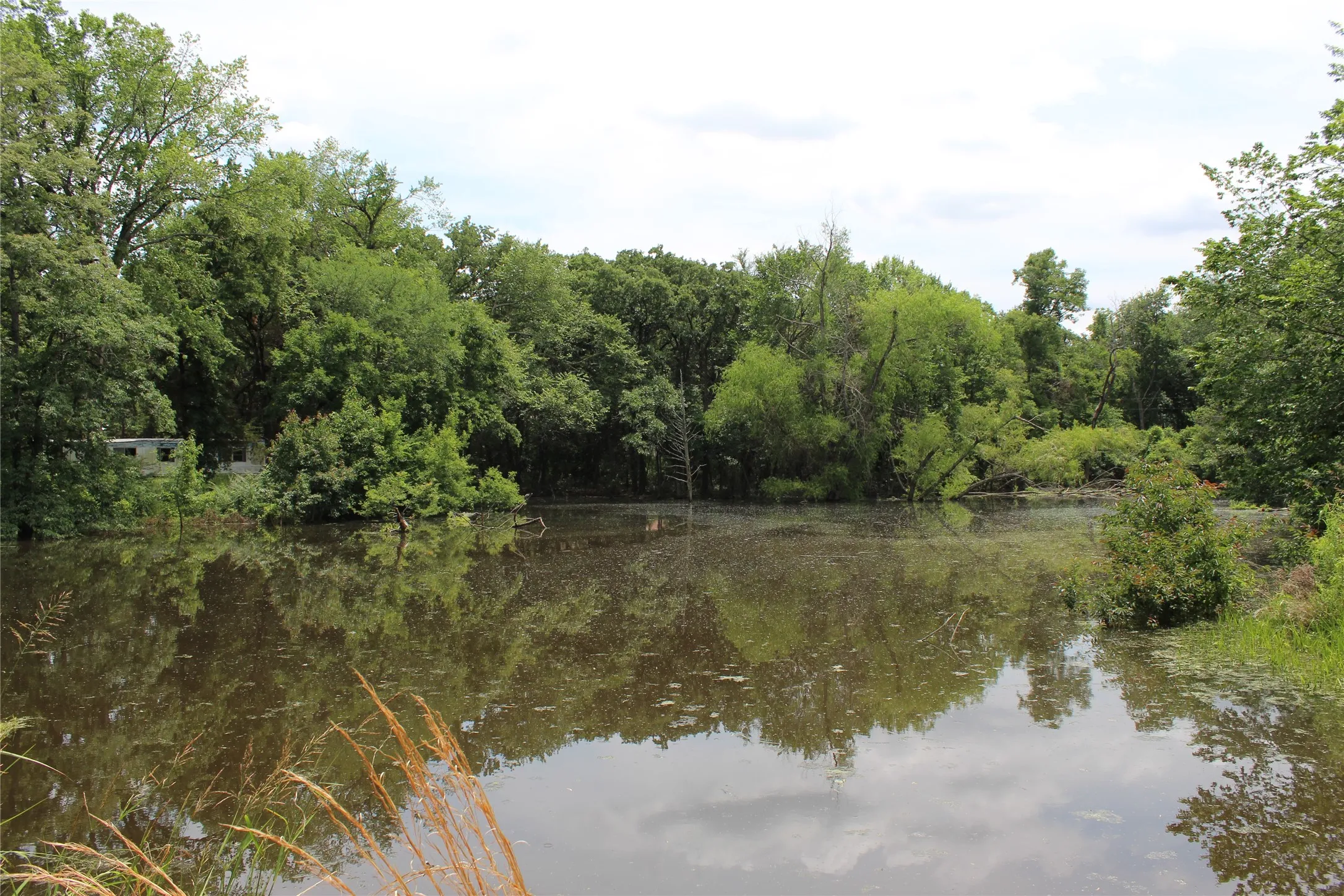 Natural water feature surrounded by dense, mature trees