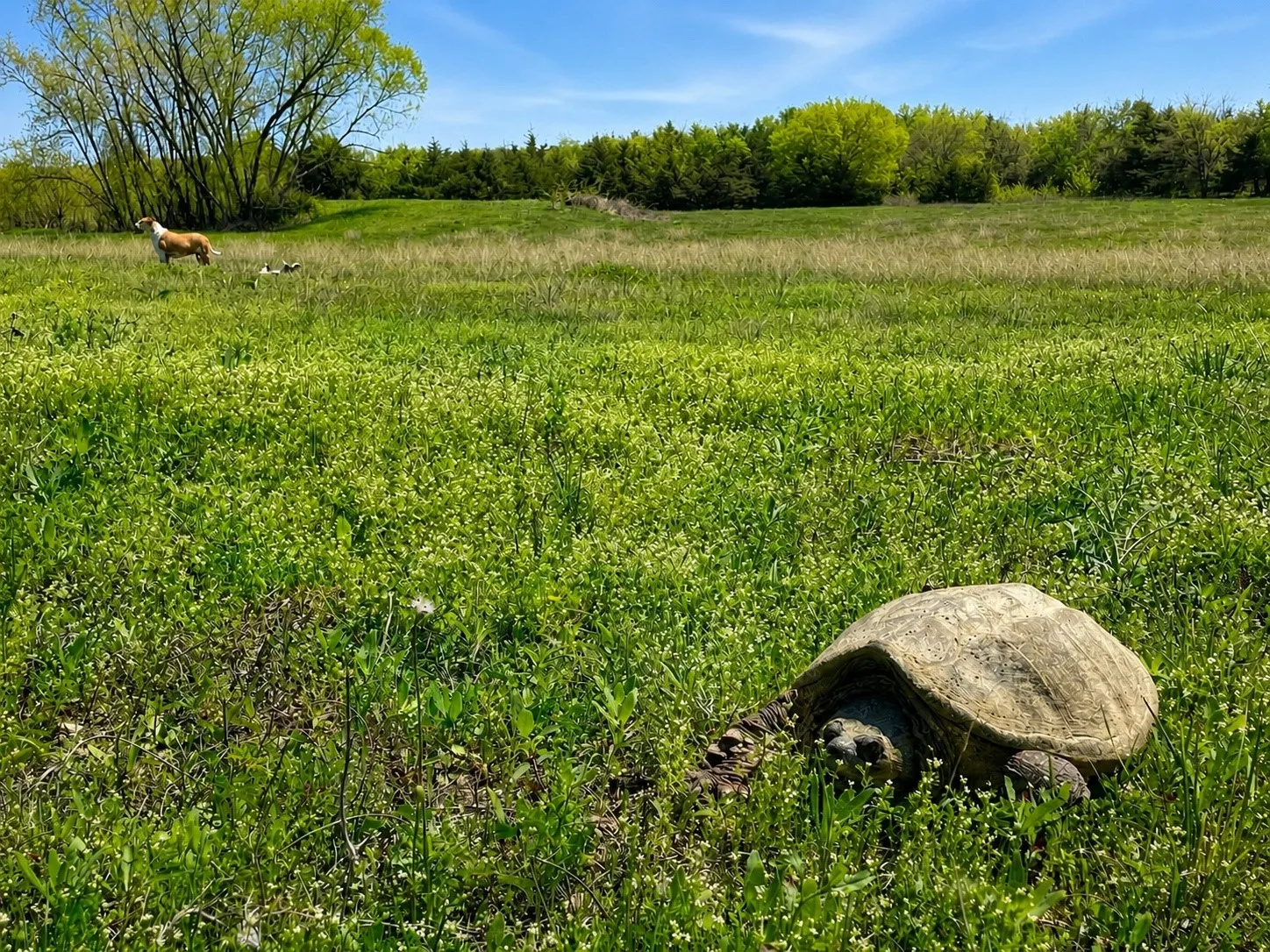 Unimproved Land For Sale in Hunt County , Tract C2-1 County Road 1140, Celeste, Texas 75423, 0, 0, Garage spaces, 0 Sqft, built in 0, mls#21325100, Real Estate Agent in Celeste, Homes For Sale in Hunt county, Homes For Sale in Celeste, Realtor in Celeste Texas, Real Estate Brokerage Independent Realty Texas, Luminita Cordes Realtor