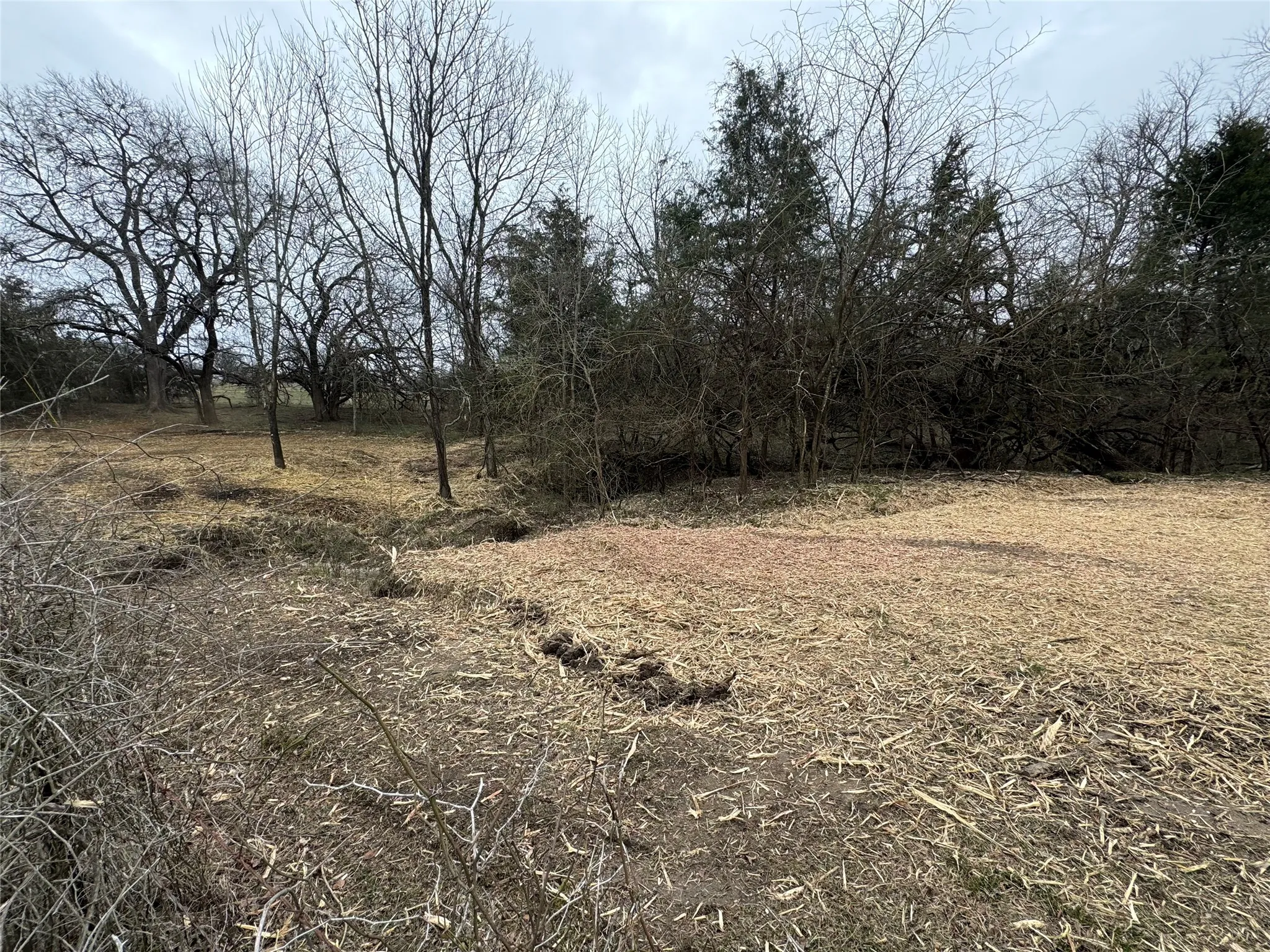 Expansive land featuring mature deciduous trees and evergreen foliage