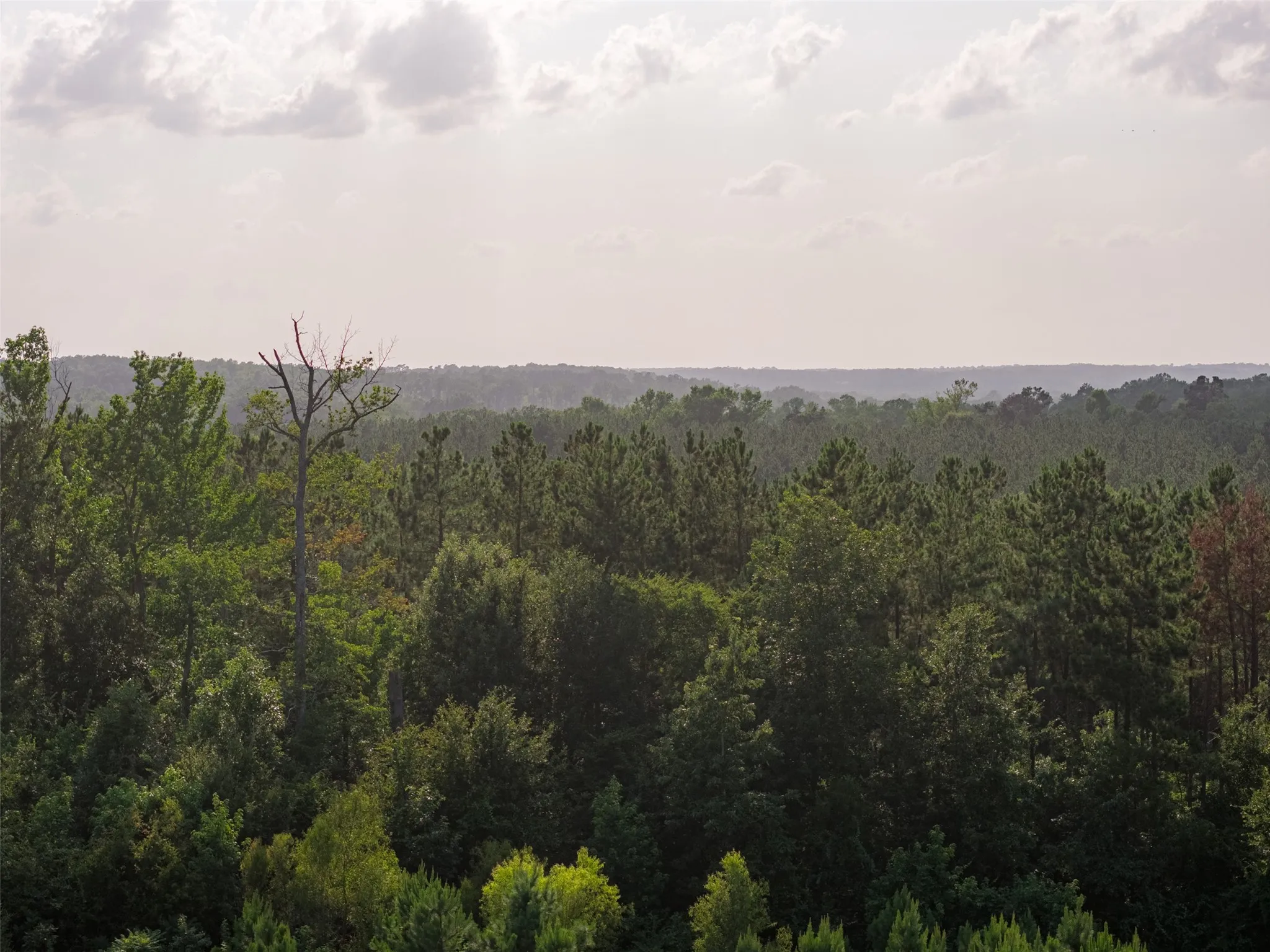 Unimproved Land For Sale in Rusk County , 00 County Road 436, Laneville, Texas 75667, 0, 0, Garage spaces, 0 Sqft, built in 0, mls#21326431, Real Estate Agent in Laneville, Homes For Sale in Rusk county, Homes For Sale in Laneville, Realtor in Laneville Texas, Real Estate Brokerage Independent Realty Texas, Luminita Cordes Realtor