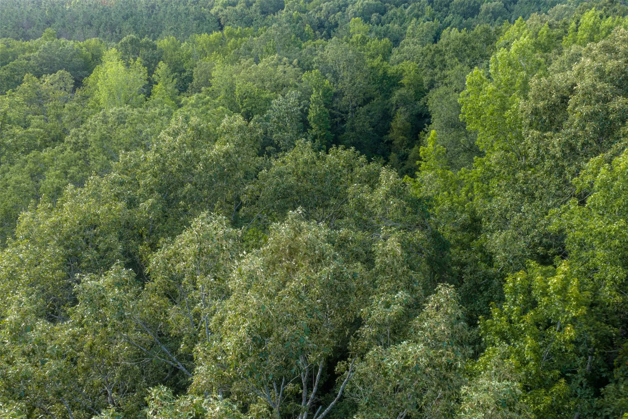 Unimproved Land For Sale in Rusk County , 00 County Road 436, Laneville, Texas 75667, 0, 0, Garage spaces, 0 Sqft, built in 0, mls#21326431, Real Estate Agent in Laneville, Homes For Sale in Rusk county, Homes For Sale in Laneville, Realtor in Laneville Texas, Real Estate Brokerage Independent Realty Texas, Luminita Cordes Realtor