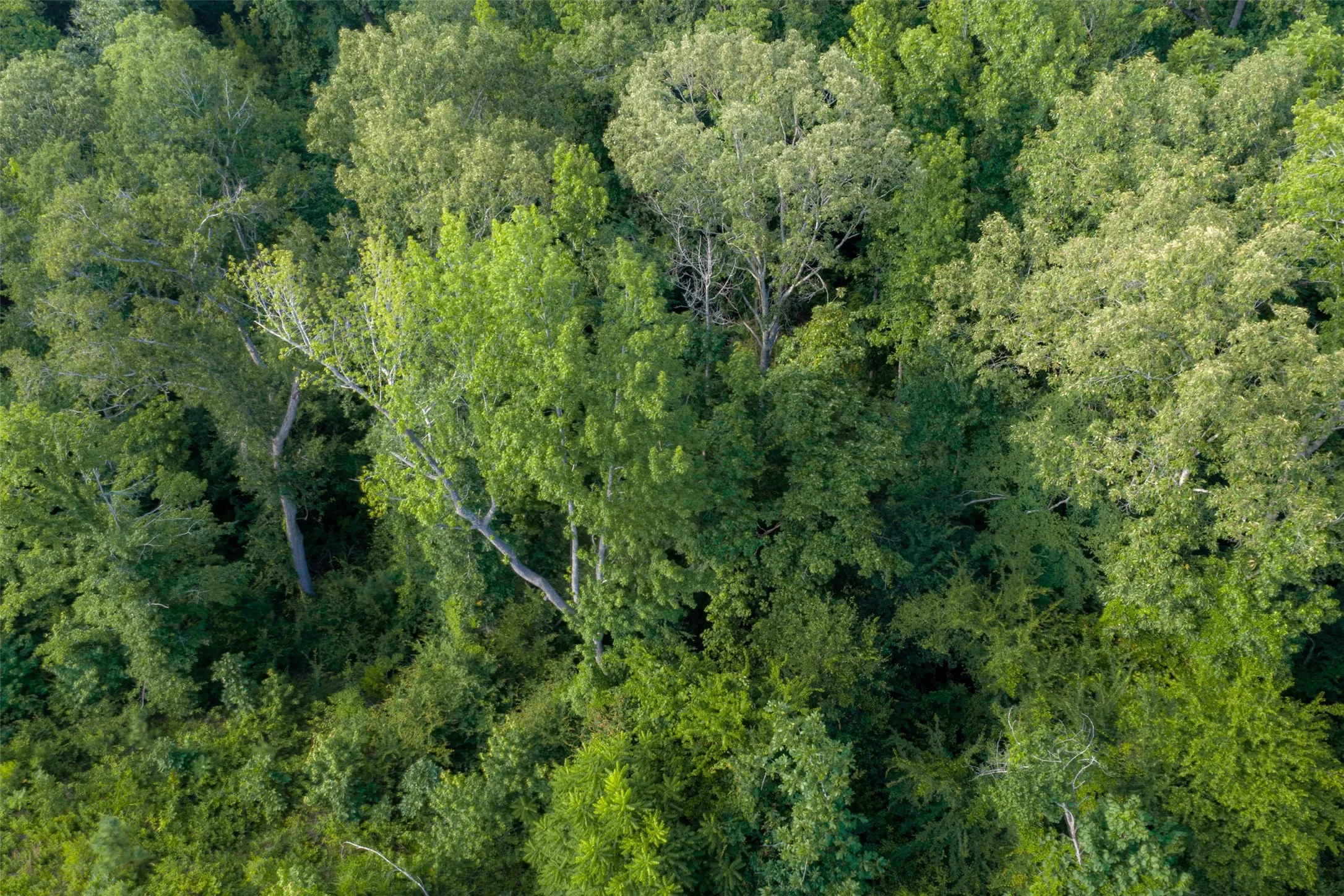 Unimproved Land For Sale in Rusk County , 00 County Road 436, Laneville, Texas 75667, 0, 0, Garage spaces, 0 Sqft, built in 0, mls#21326431, Real Estate Agent in Laneville, Homes For Sale in Rusk county, Homes For Sale in Laneville, Realtor in Laneville Texas, Real Estate Brokerage Independent Realty Texas, Luminita Cordes Realtor