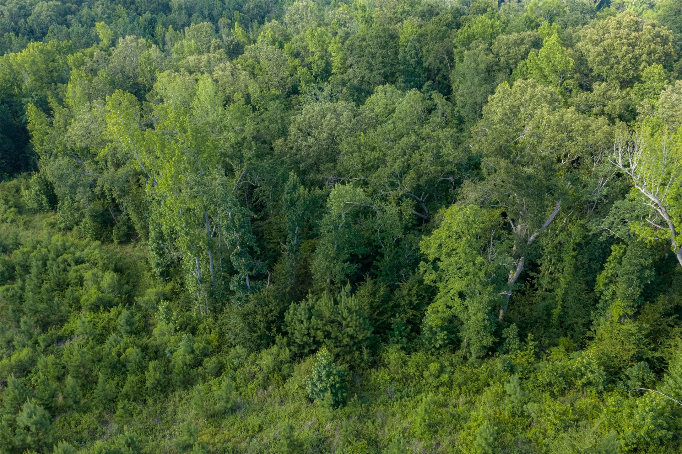 Unimproved Land For Sale in Rusk County , 00 County Road 436, Laneville, Texas 75667, 0, 0, Garage spaces, 0 Sqft, built in 0, mls#21326431, Real Estate Agent in Laneville, Homes For Sale in Rusk county, Homes For Sale in Laneville, Realtor in Laneville Texas, Real Estate Brokerage Independent Realty Texas, Luminita Cordes Realtor