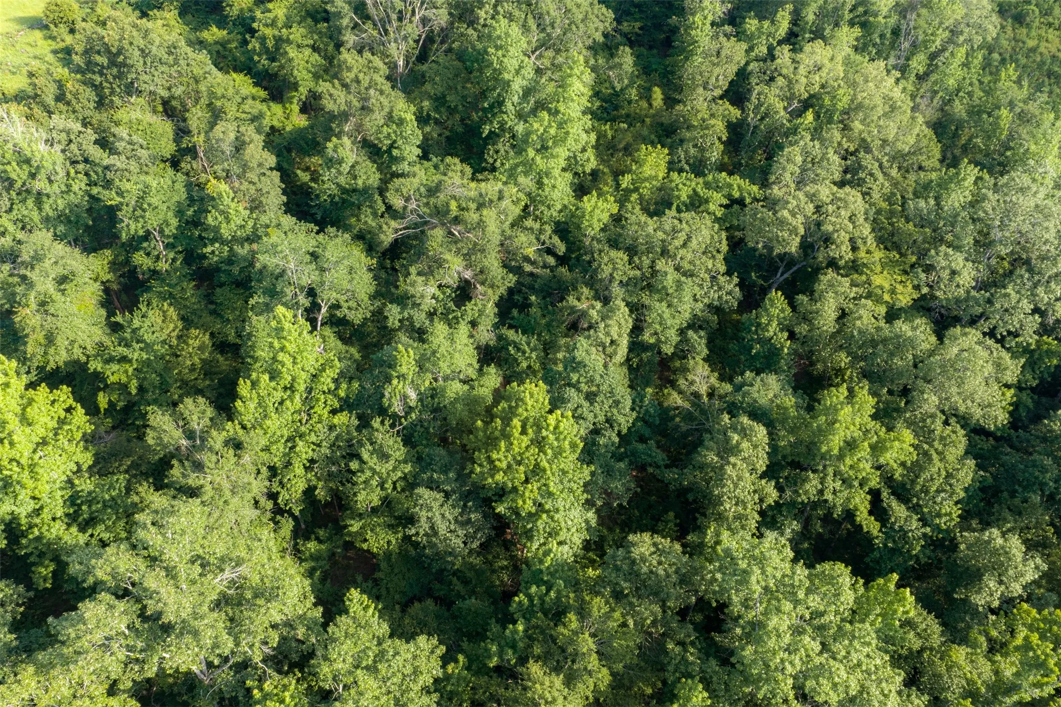 Unimproved Land For Sale in Rusk County , 00 County Road 436, Laneville, Texas 75667, 0, 0, Garage spaces, 0 Sqft, built in 0, mls#21326431, Real Estate Agent in Laneville, Homes For Sale in Rusk county, Homes For Sale in Laneville, Realtor in Laneville Texas, Real Estate Brokerage Independent Realty Texas, Luminita Cordes Realtor