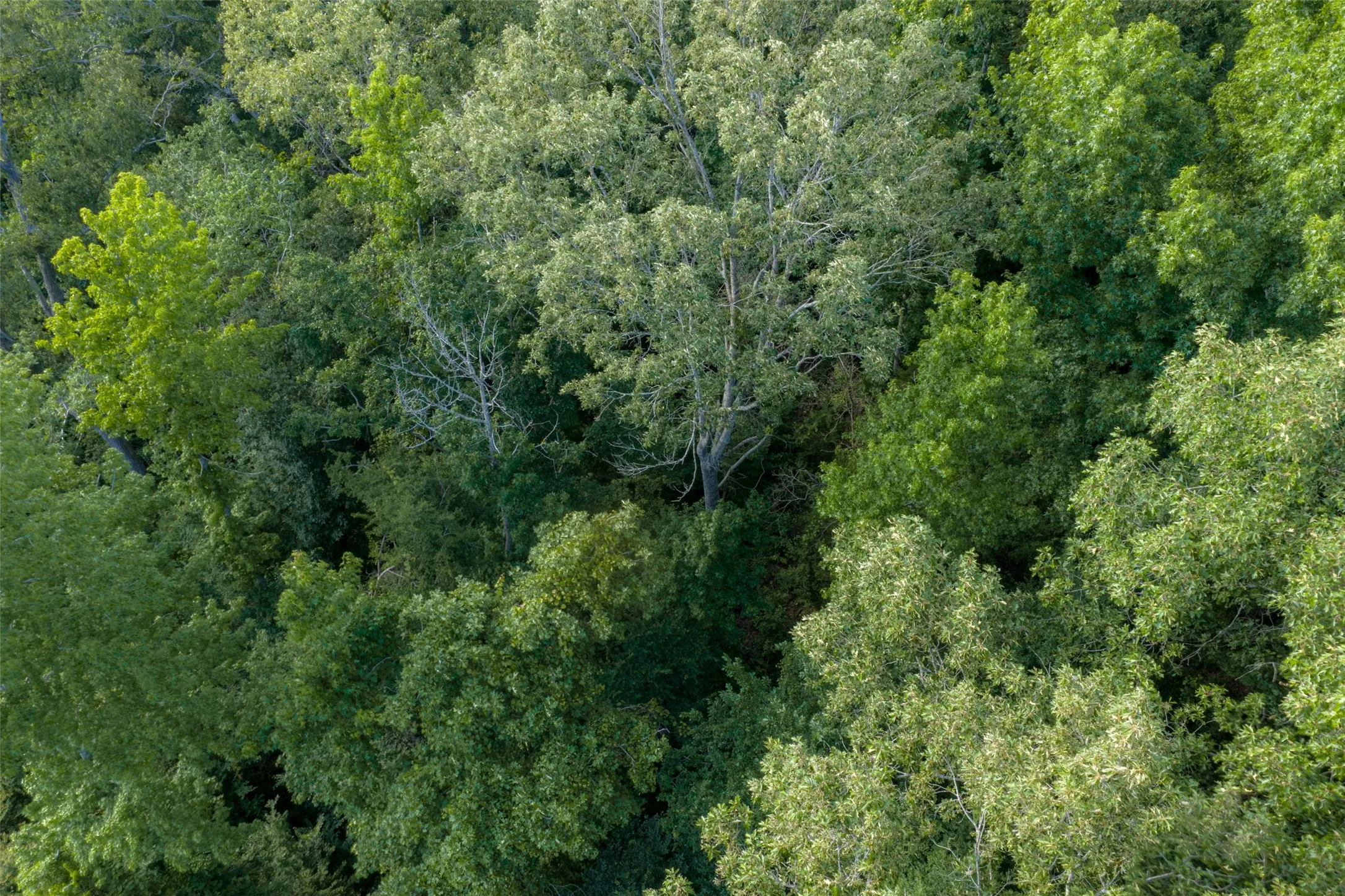 Unimproved Land For Sale in Rusk County , 00 County Road 436, Laneville, Texas 75667, 0, 0, Garage spaces, 0 Sqft, built in 0, mls#21326431, Real Estate Agent in Laneville, Homes For Sale in Rusk county, Homes For Sale in Laneville, Realtor in Laneville Texas, Real Estate Brokerage Independent Realty Texas, Luminita Cordes Realtor