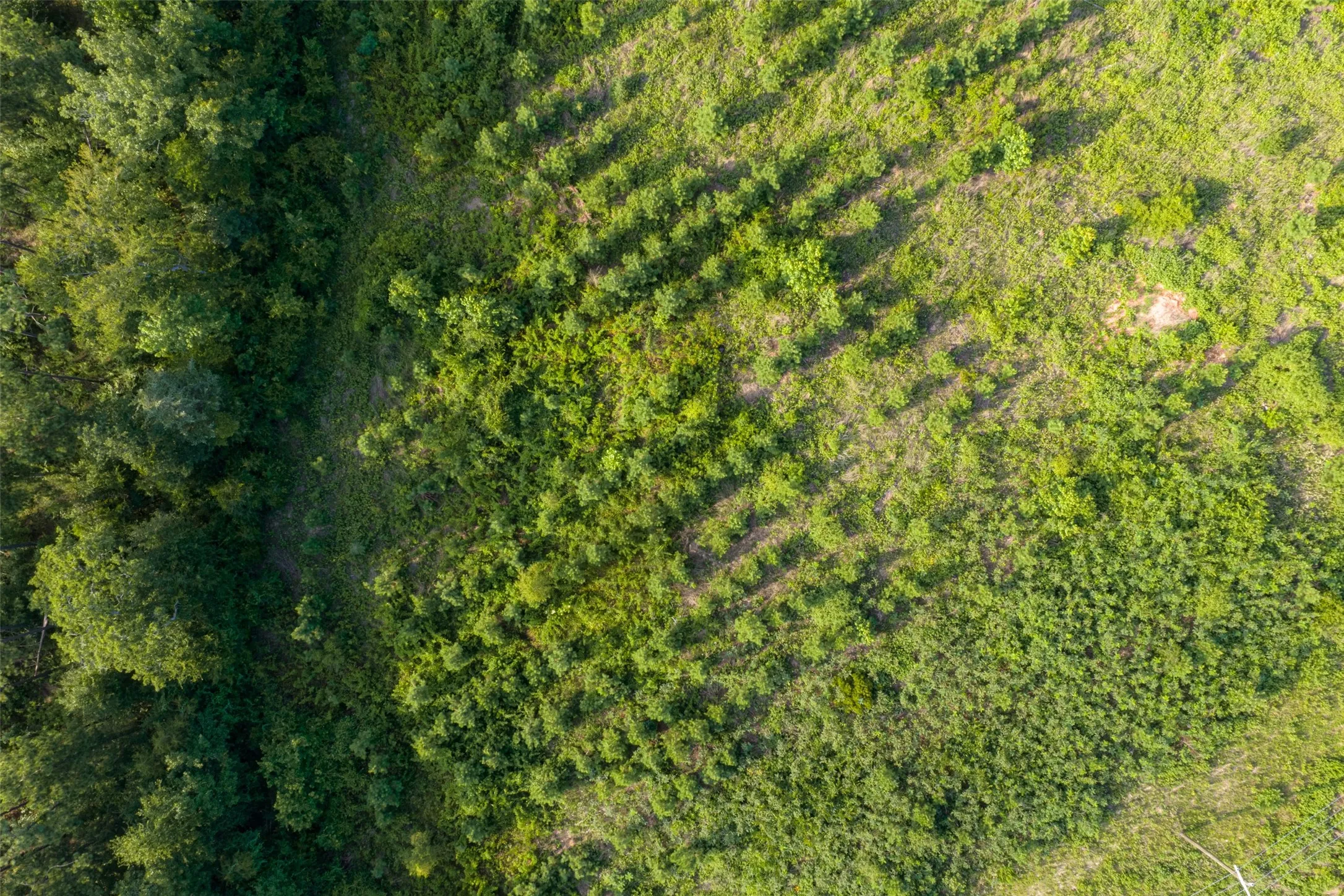 Unimproved Land For Sale in Rusk County , 00 County Road 436, Laneville, Texas 75667, 0, 0, Garage spaces, 0 Sqft, built in 0, mls#21326431, Real Estate Agent in Laneville, Homes For Sale in Rusk county, Homes For Sale in Laneville, Realtor in Laneville Texas, Real Estate Brokerage Independent Realty Texas, Luminita Cordes Realtor