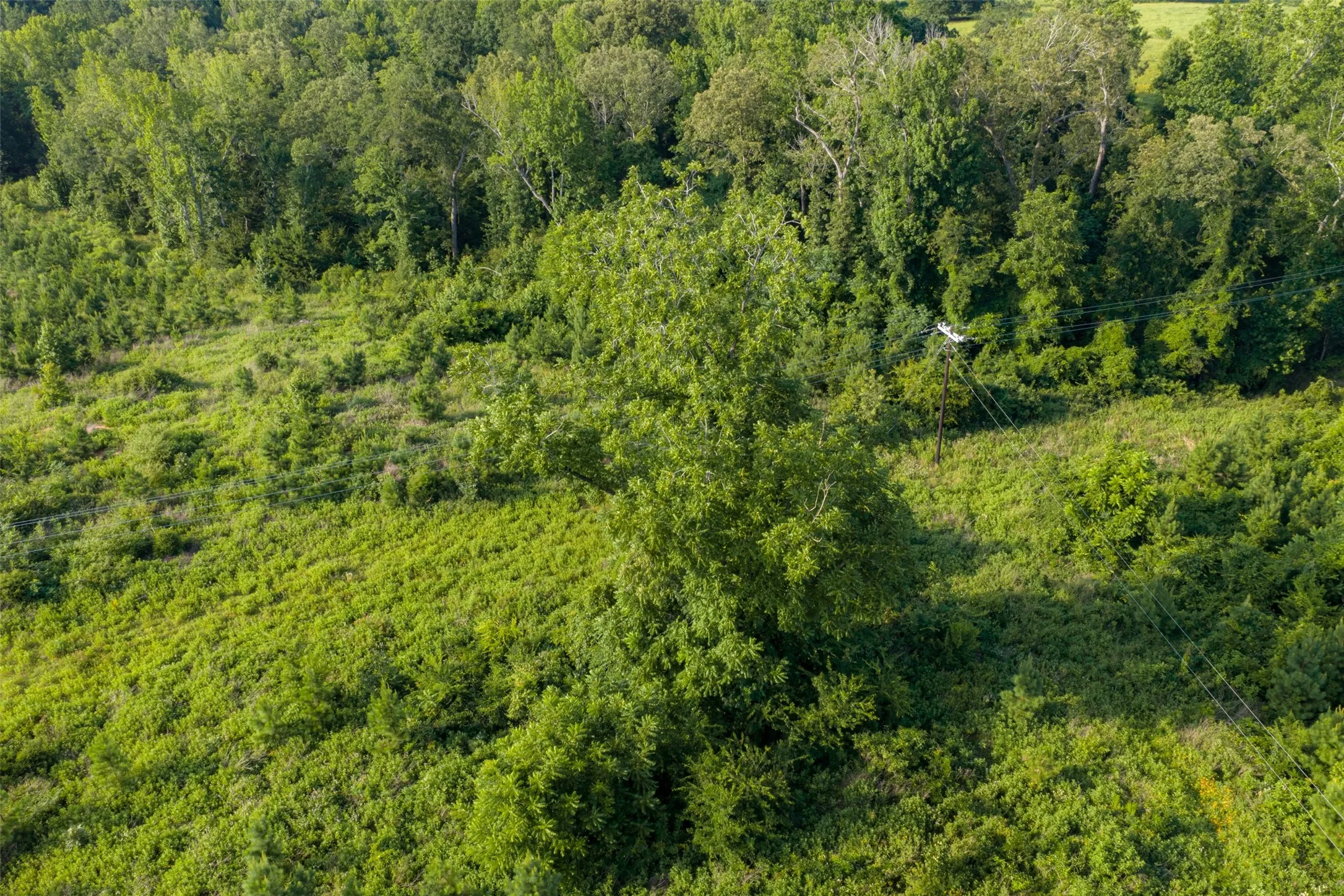 Unimproved Land For Sale in Rusk County , 00 County Road 436, Laneville, Texas 75667, 0, 0, Garage spaces, 0 Sqft, built in 0, mls#21326431, Real Estate Agent in Laneville, Homes For Sale in Rusk county, Homes For Sale in Laneville, Realtor in Laneville Texas, Real Estate Brokerage Independent Realty Texas, Luminita Cordes Realtor
