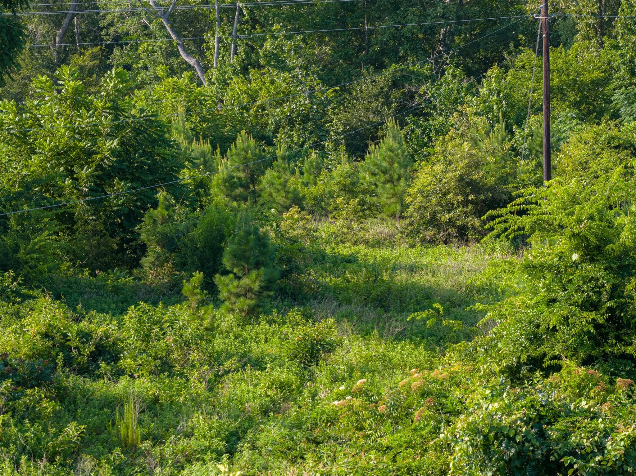 Unimproved Land For Sale in Rusk County , 00 County Road 436, Laneville, Texas 75667, 0, 0, Garage spaces, 0 Sqft, built in 0, mls#21326431, Real Estate Agent in Laneville, Homes For Sale in Rusk county, Homes For Sale in Laneville, Realtor in Laneville Texas, Real Estate Brokerage Independent Realty Texas, Luminita Cordes Realtor