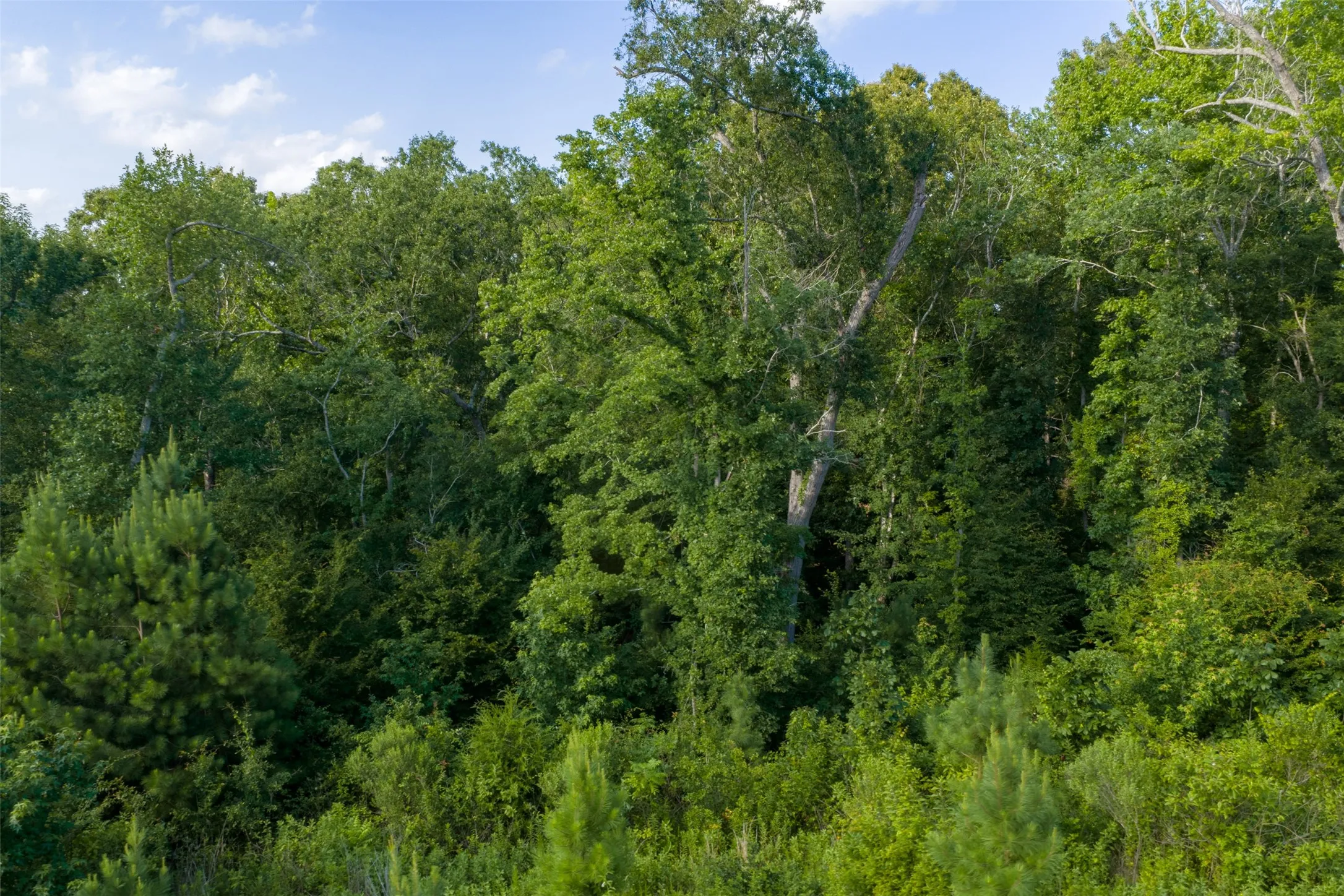 Unimproved Land For Sale in Rusk County , 00 County Road 436, Laneville, Texas 75667, 0, 0, Garage spaces, 0 Sqft, built in 0, mls#21326431, Real Estate Agent in Laneville, Homes For Sale in Rusk county, Homes For Sale in Laneville, Realtor in Laneville Texas, Real Estate Brokerage Independent Realty Texas, Luminita Cordes Realtor