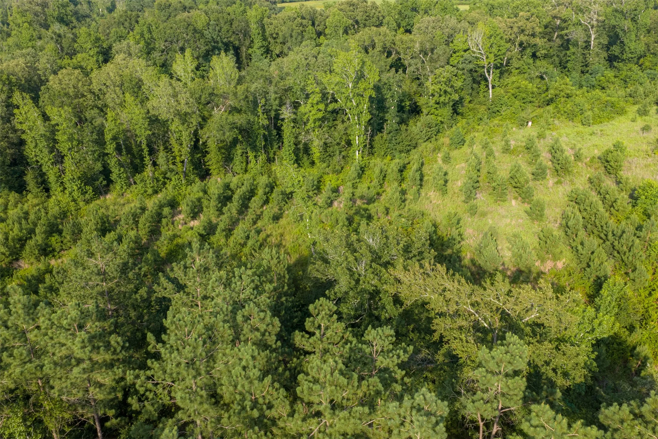 Unimproved Land For Sale in Rusk County , 00 County Road 436, Laneville, Texas 75667, 0, 0, Garage spaces, 0 Sqft, built in 0, mls#21326431, Real Estate Agent in Laneville, Homes For Sale in Rusk county, Homes For Sale in Laneville, Realtor in Laneville Texas, Real Estate Brokerage Independent Realty Texas, Luminita Cordes Realtor
