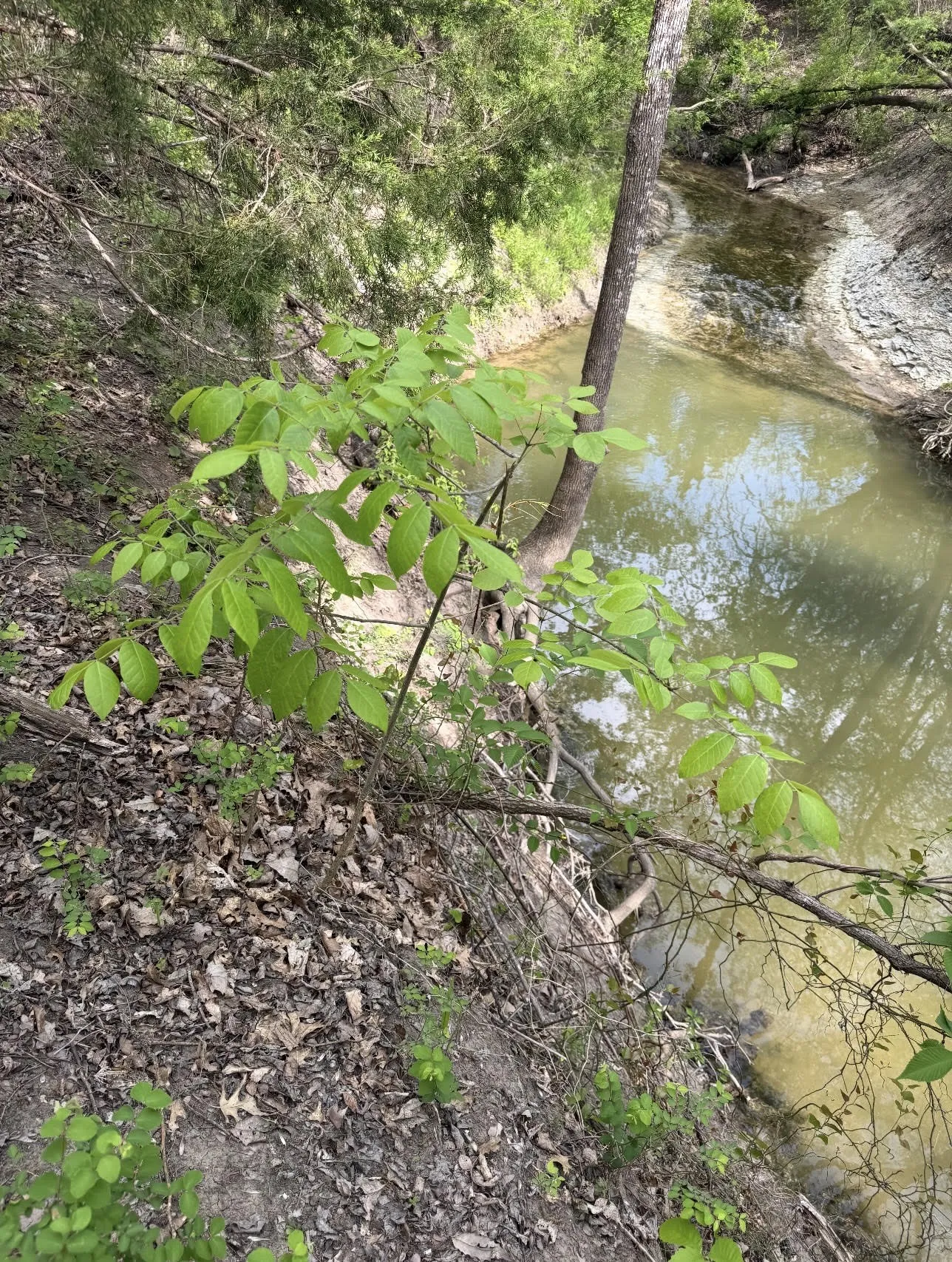 View of Whites Creek