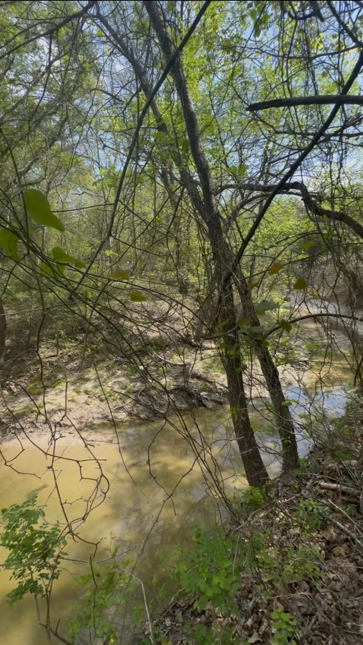 View of Whites Creek