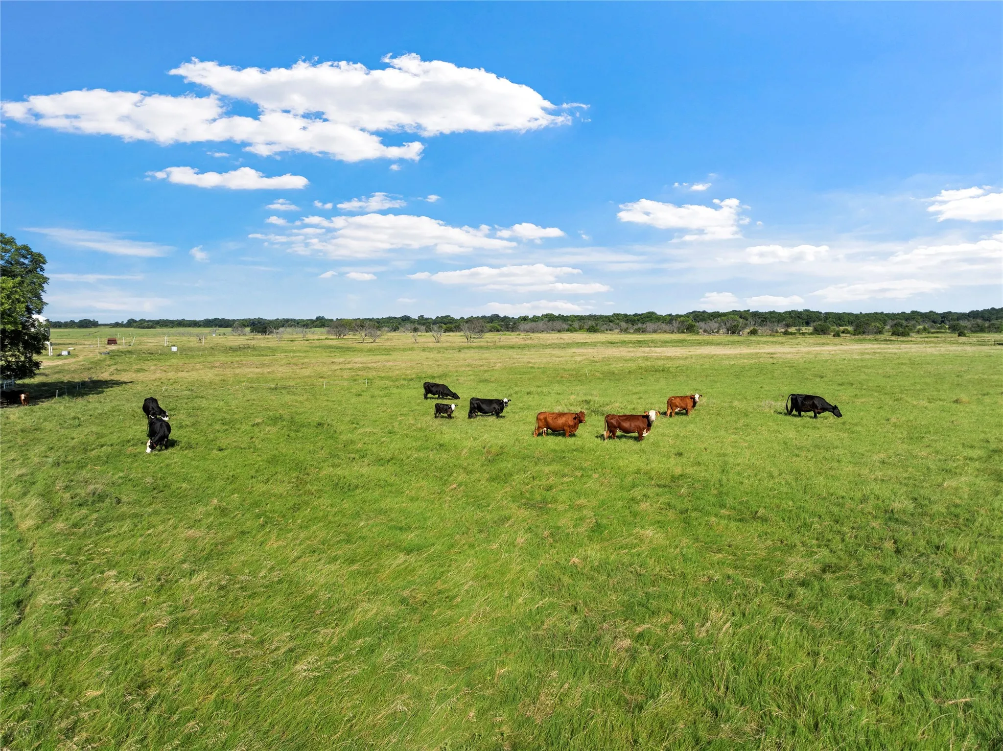 Expansive open pasture with lush green grass and scattered mature trees