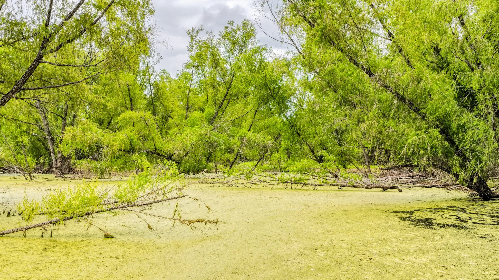 Unimproved Land For Sale in Bosque County , 186 County Rd 3650, Clifton, Texas 76634, 0, 0, Garage spaces, 0 Sqft, built in 0, mls#21317883, Real Estate Agent in Clifton, Homes For Sale in Bosque county, Homes For Sale in Clifton, Realtor in Clifton Texas, Real Estate Brokerage Independent Realty Texas, Luminita Cordes Realtor