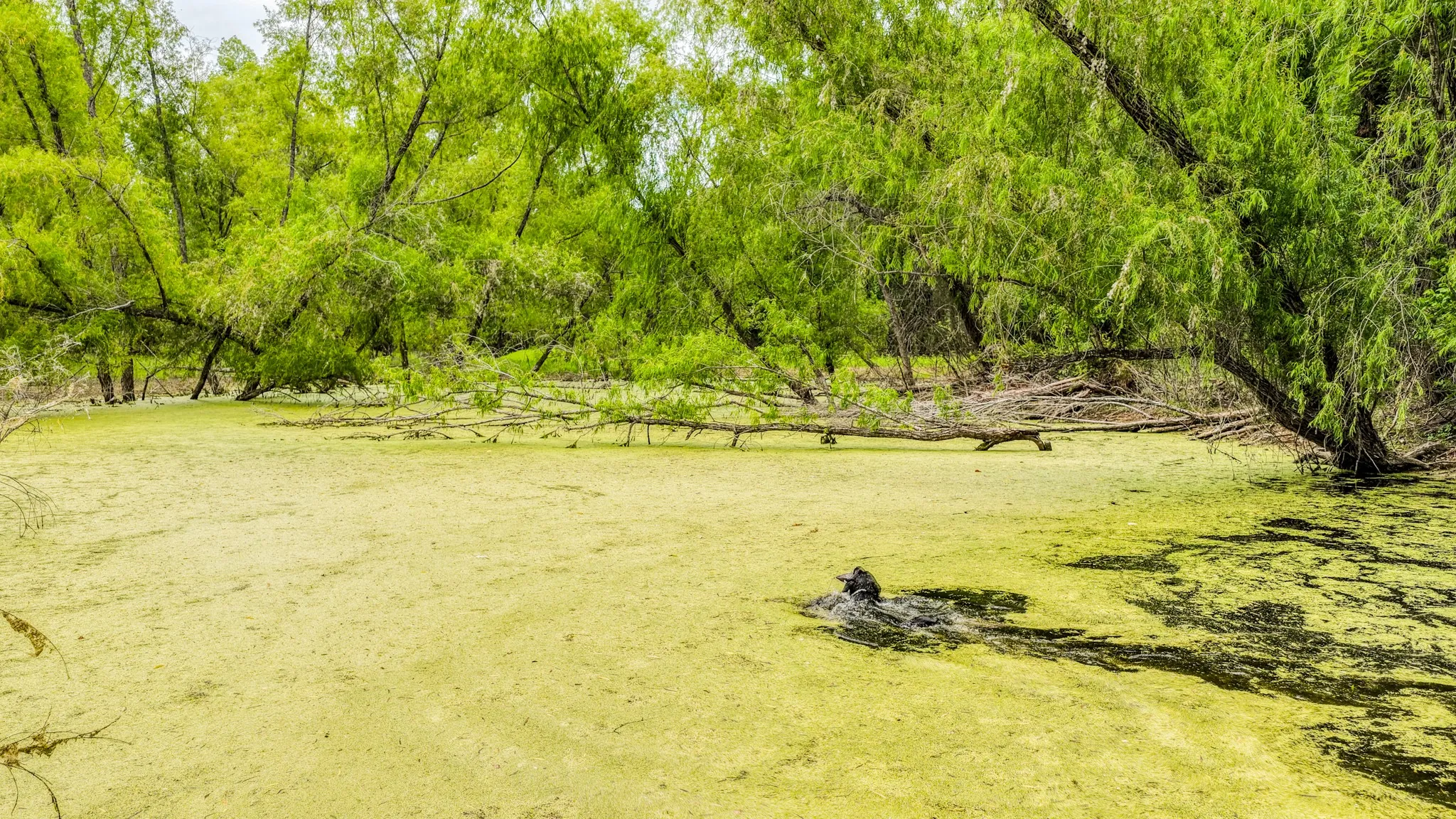 Unimproved Land For Sale in Bosque County , 186 County Rd 3650, Clifton, Texas 76634, 0, 0, Garage spaces, 0 Sqft, built in 0, mls#21317883, Real Estate Agent in Clifton, Homes For Sale in Bosque county, Homes For Sale in Clifton, Realtor in Clifton Texas, Real Estate Brokerage Independent Realty Texas, Luminita Cordes Realtor