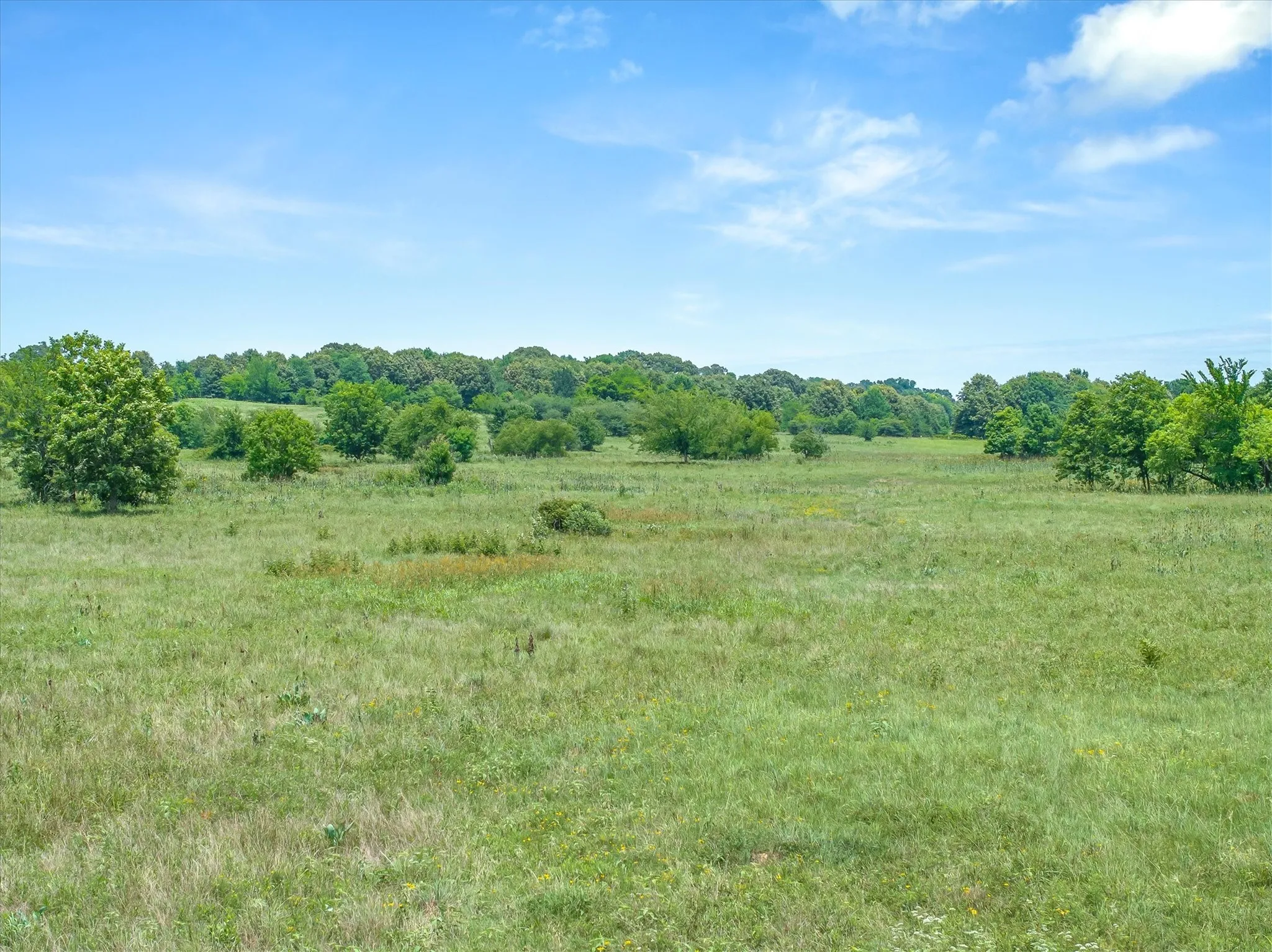 Expansive open field with natural grass and scattered mature trees, bordered by a dense tree line
