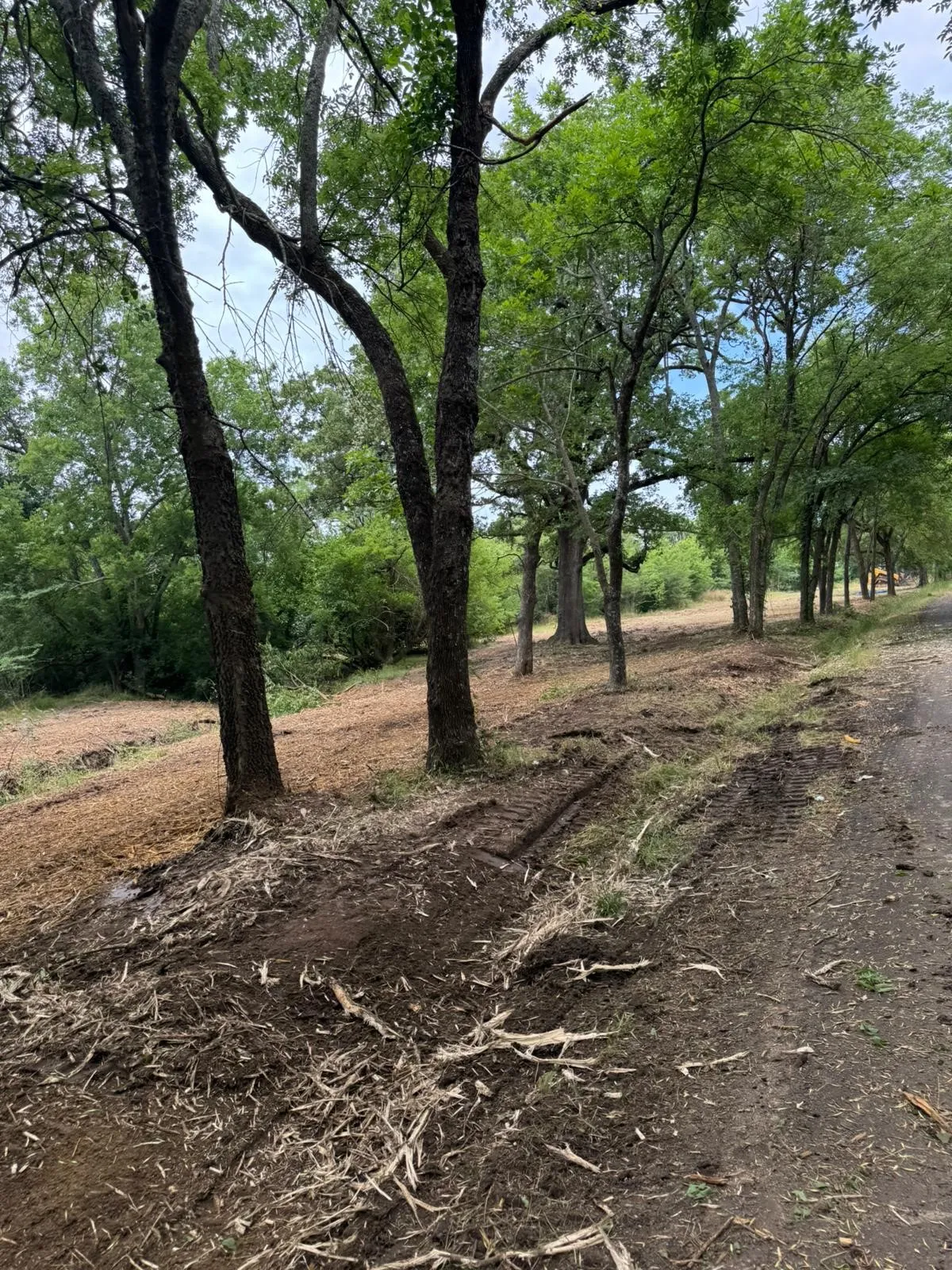 Wooded landscape featuring mature trees and cleared ground cover