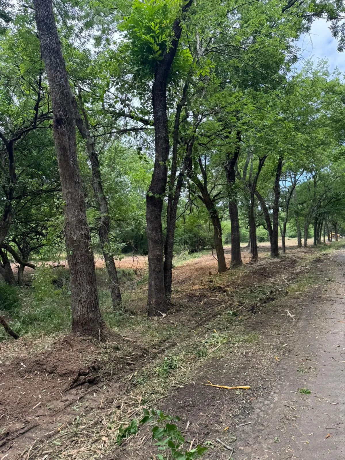 Mature tree line bordering a natural dirt path