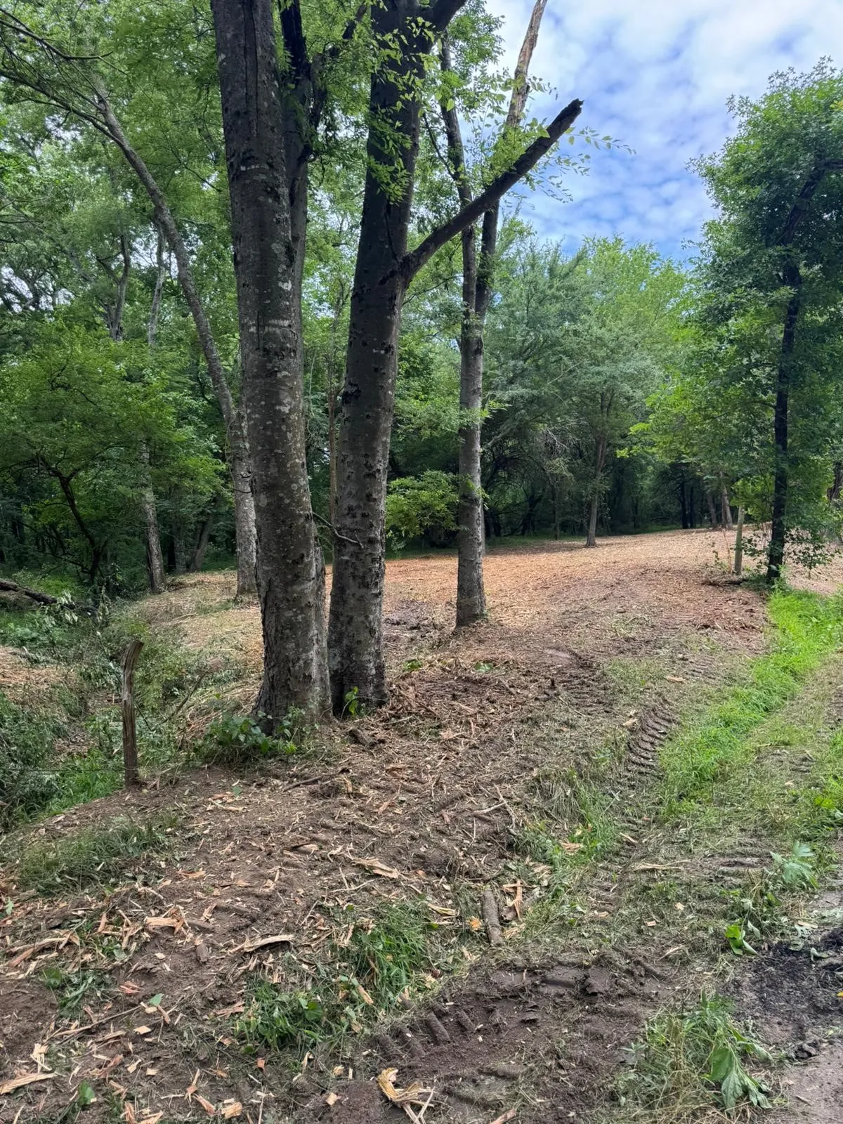 Cleared land parcel featuring mature trees, a partially mulched ground surface, and natural vegetation