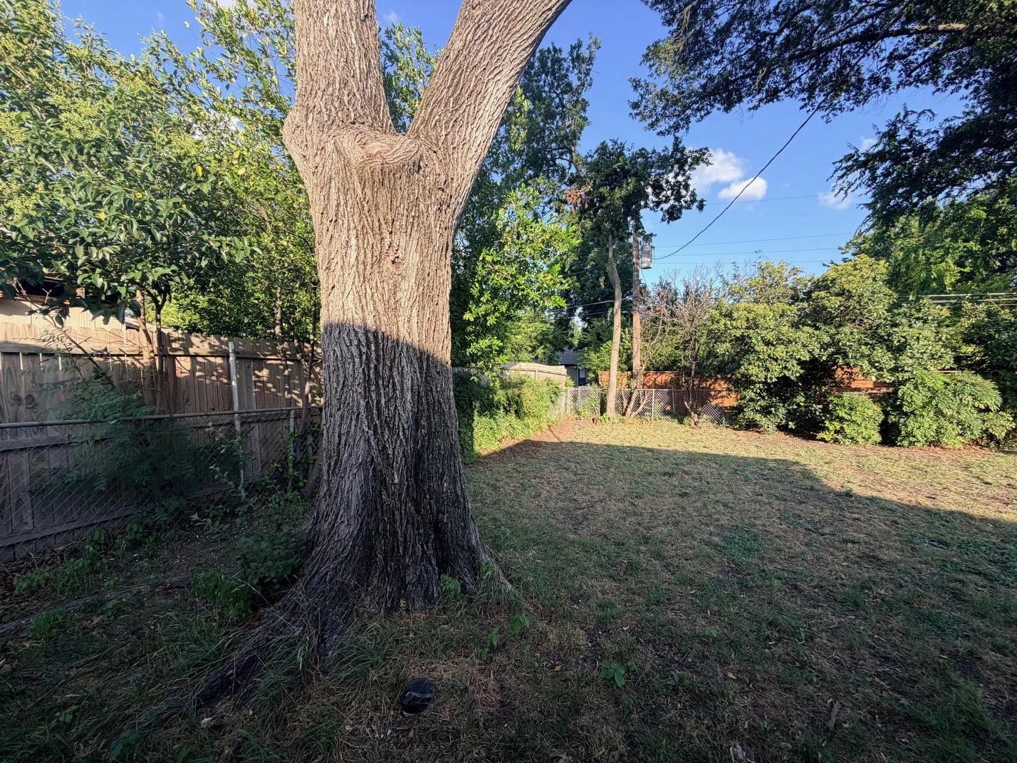 Expansive outdoor space featuring a mature tree, natural grass, and perimeter fencing
