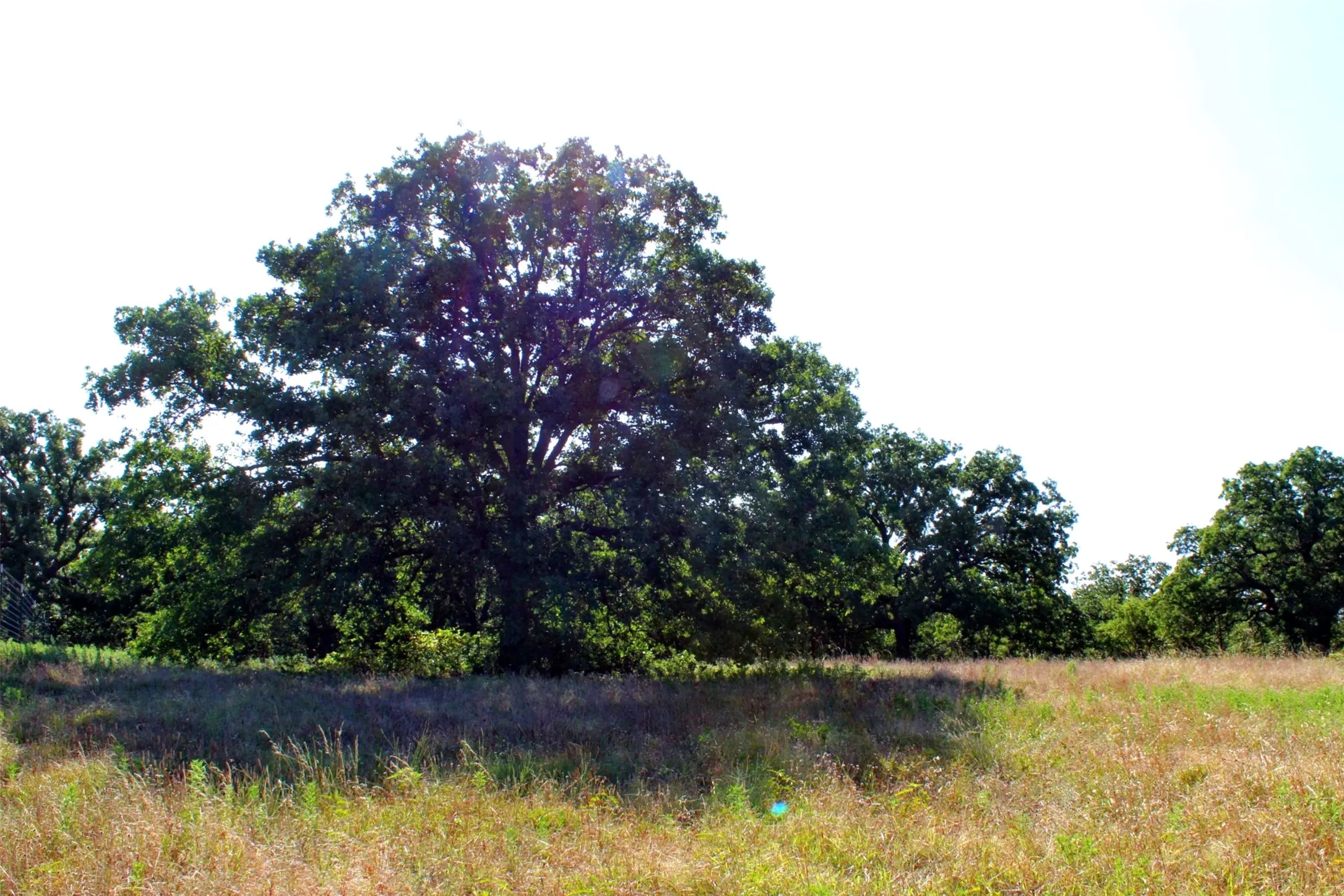 A massive mature oak tree.