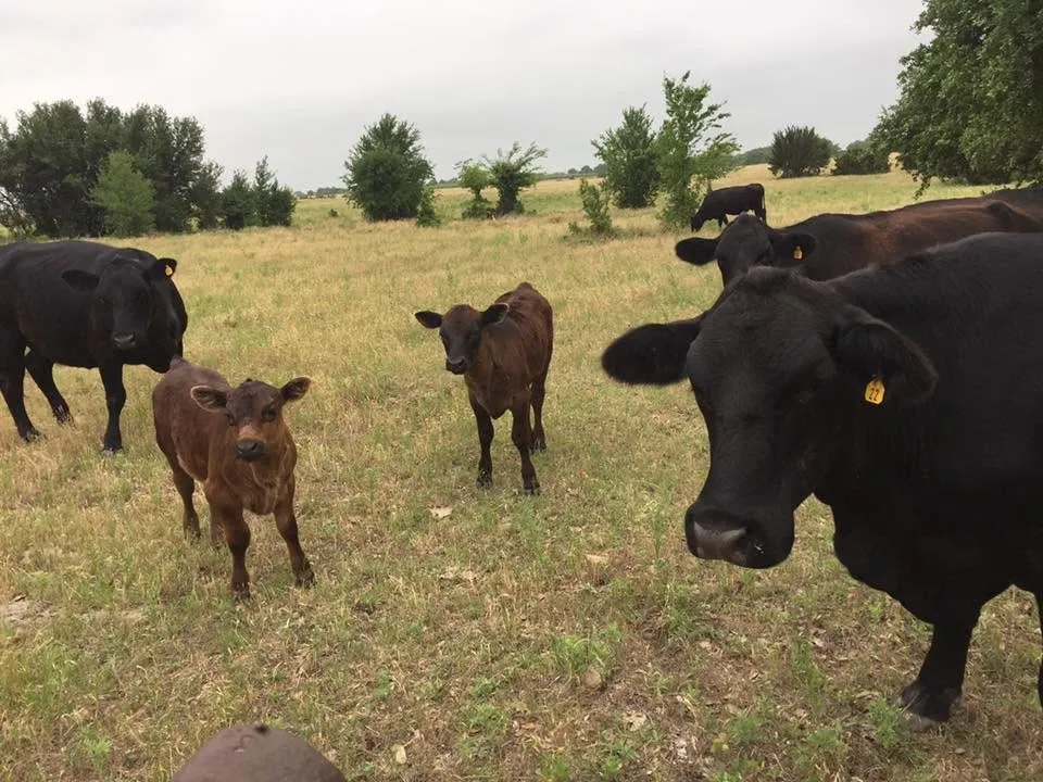 Ranch For Sale in Erath County , 10723 County Road 539, Hico, Texas 76457, 0, 0, Garage spaces, 0 Sqft, built in 0, mls#21321705, Real Estate Agent in Hico, Homes For Sale in Erath county, Homes For Sale in Hico, Realtor in Hico Texas, Real Estate Brokerage Independent Realty Texas, Luminita Cordes Realtor