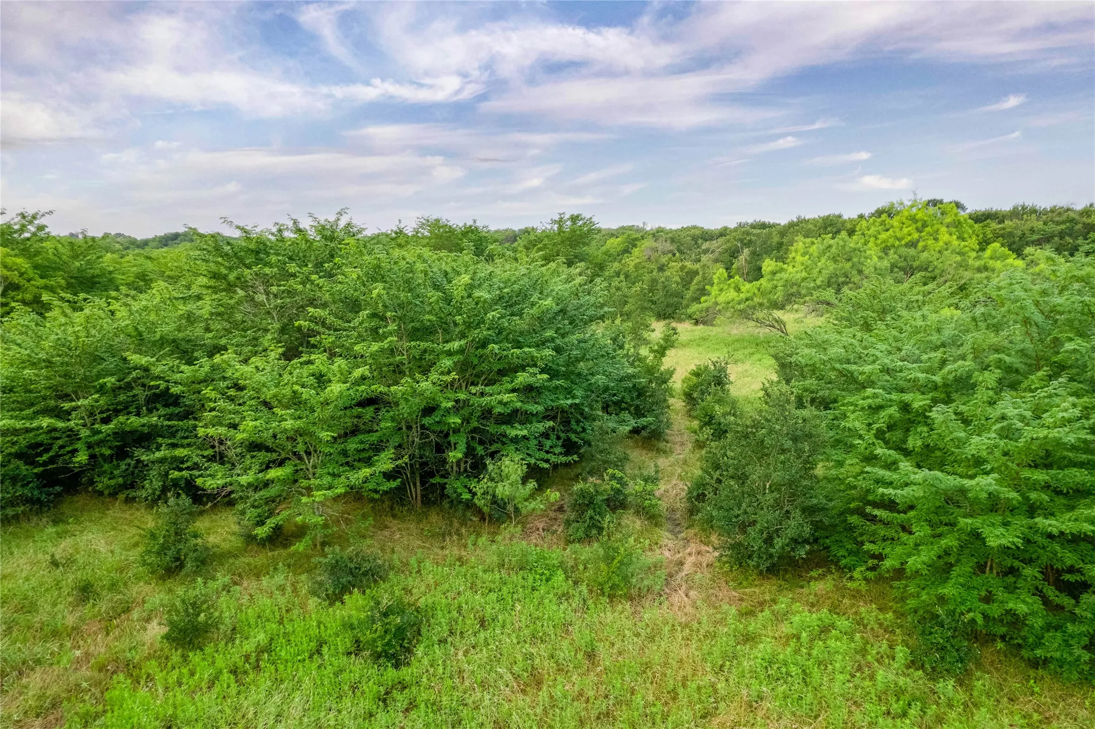 Expansive natural landscape featuring lush green foliage and open grassy clearings