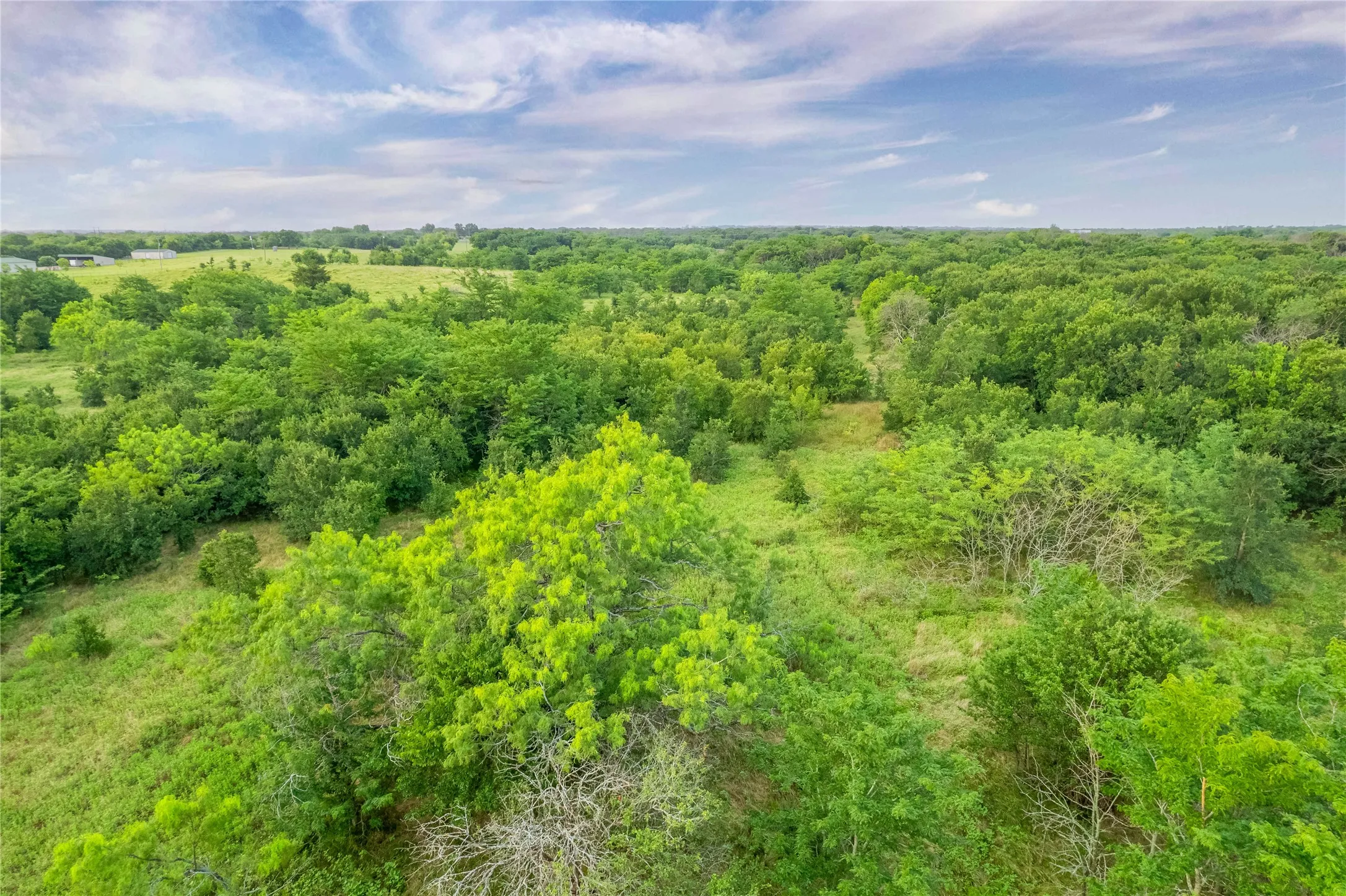 Expansive wooded property featuring mature trees and open clearings