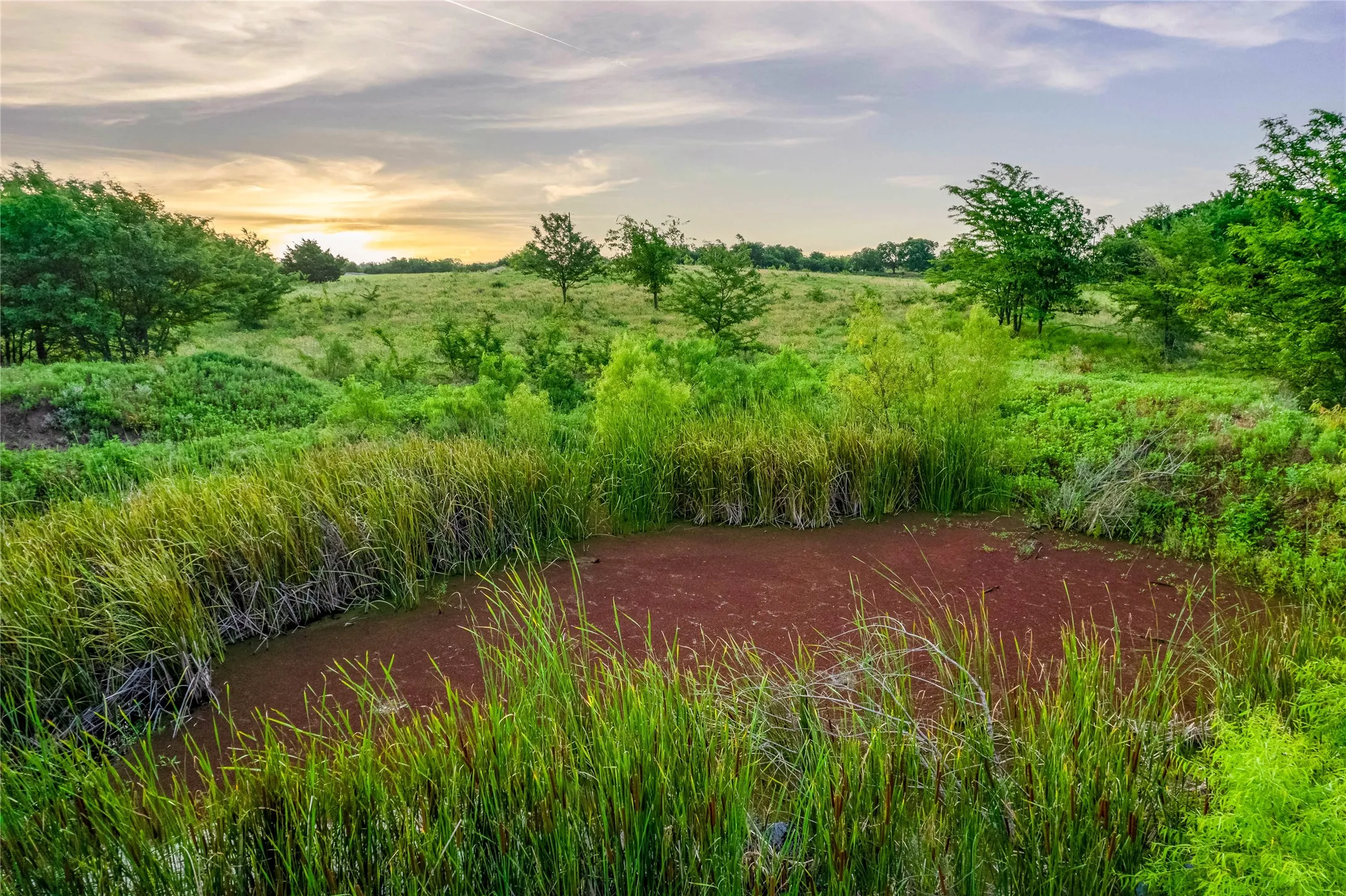 Natural water feature surrounded by tall green foliage