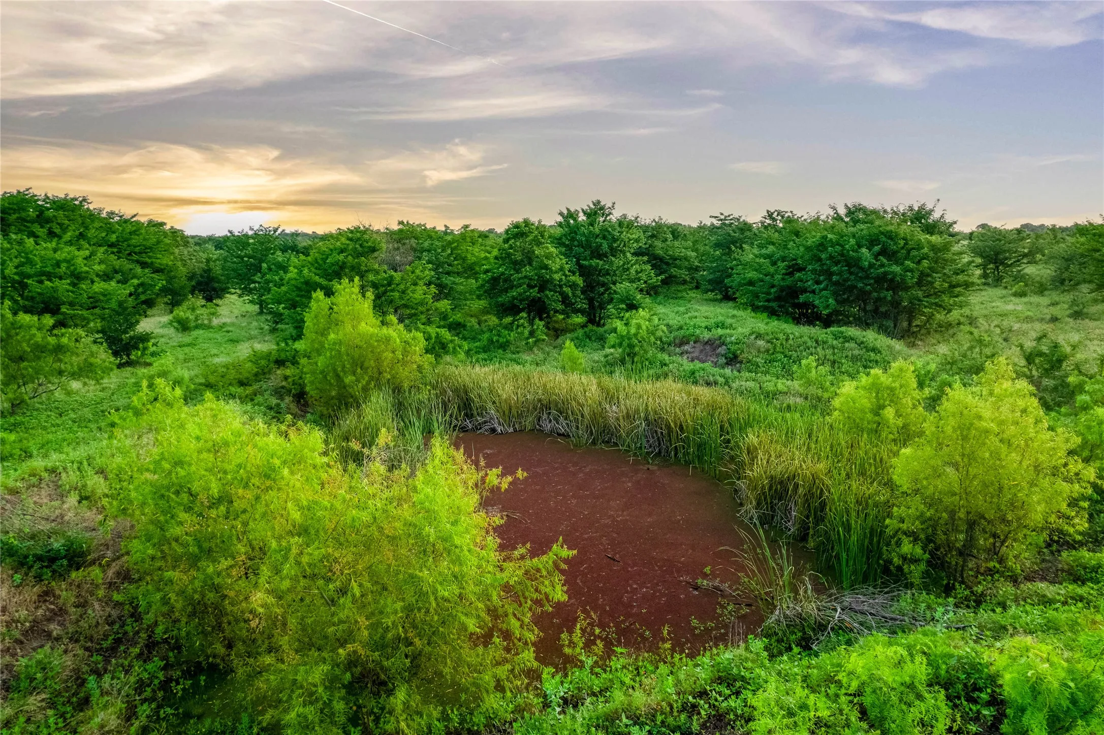 Natural water feature surrounded by dense foliage and diverse plant life