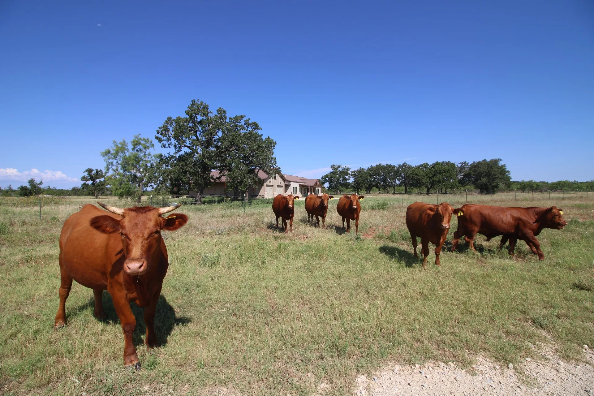 Farm For Sale in Taylor County , 449 CR 194, Ovalo, Texas 79541, 4 Bedroom, 3 Bathroom, 3 Garage spaces, 3,208 Sqft, built in 2024, mls#21327632, Real Estate Agent in Ovalo, Homes For Sale in Taylor county, Homes For Sale in Ovalo, Realtor in Ovalo Texas, Real Estate Brokerage Independent Realty Texas, Luminita Cordes Realtor