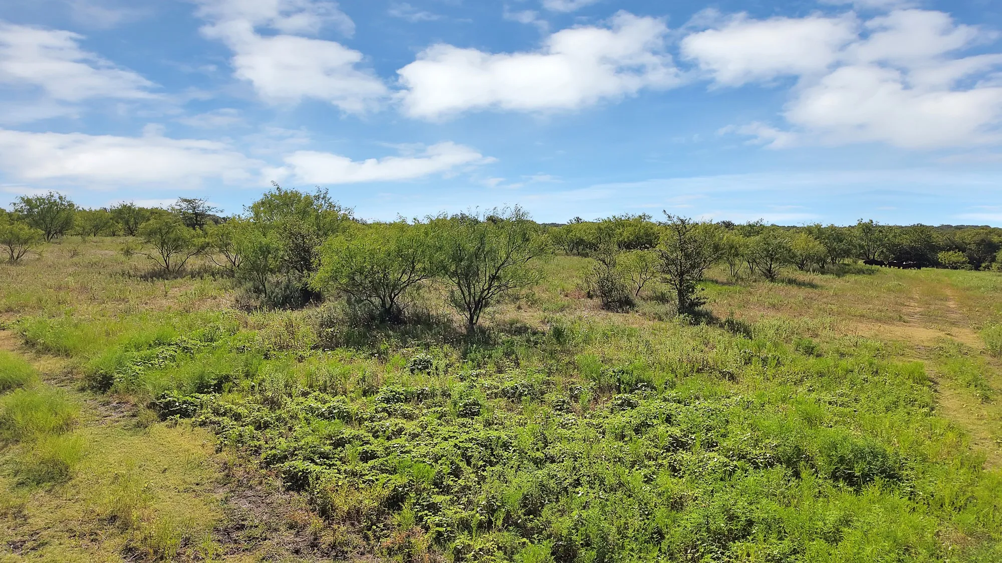 Unimproved Land For Sale in Erath County , 0 Thomas, Dublin, Texas 76446, 0, 0, Garage spaces, 0 Sqft, built in 2010, Price $1,530,000, mls#21327764, Real Estate Agent in Dublin, Homes For Sale in Erath county, Homes For Sale in Dublin, Realtor in Dublin Texas, Real Estate Brokerage Independent Realty Texas, Luminita Cordes Realtor