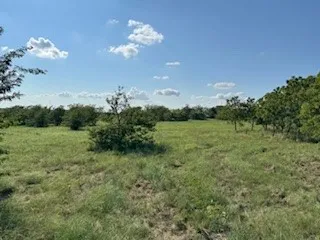 Expansive open field with natural grass and scattered mature trees under a clear blue sky