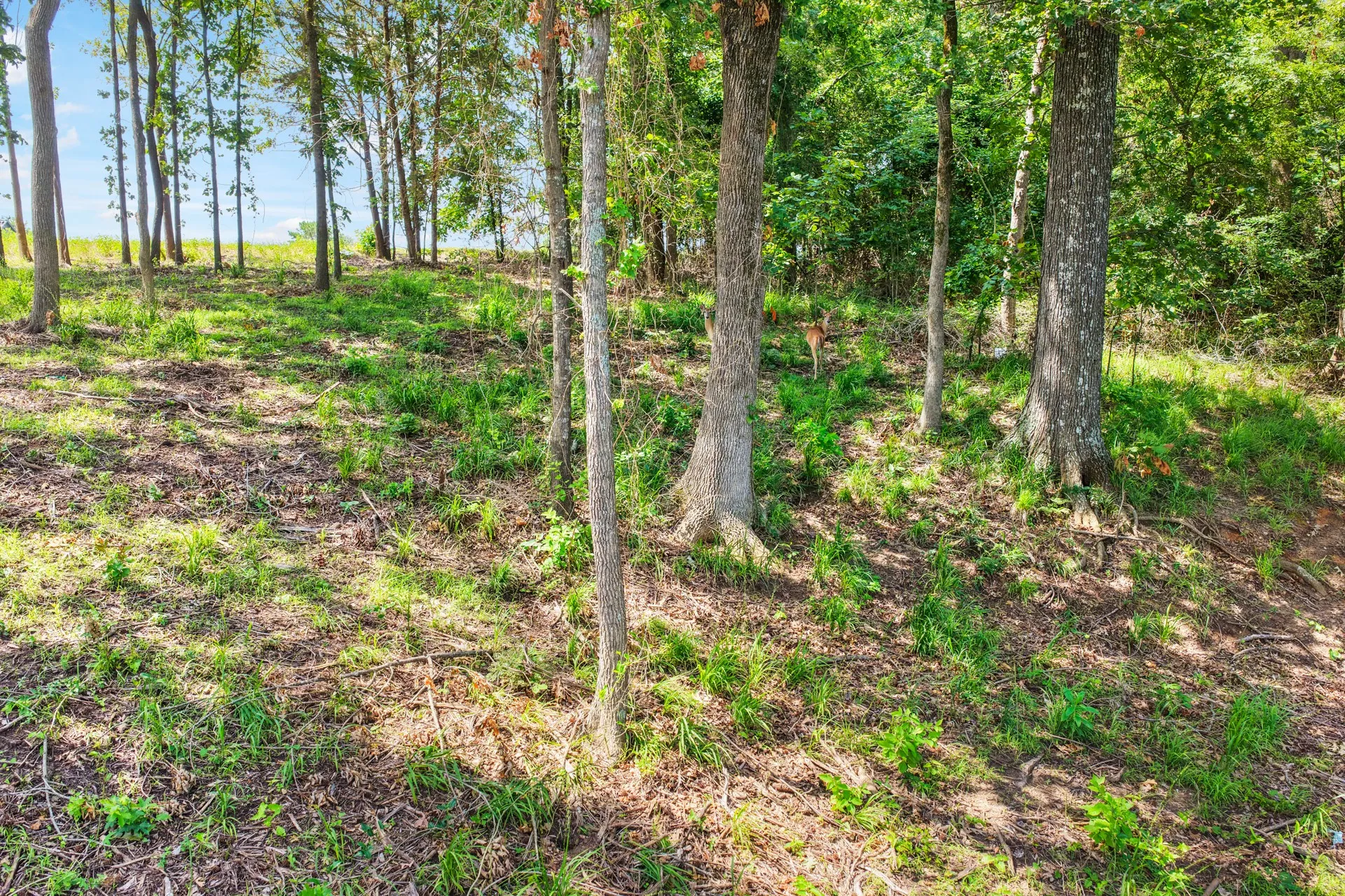 Unimproved Land For Sale in Titus County , Lot 70 Private Road 2712, Mt Pleasant, Texas 75455, 0, 0, Garage spaces, 0 Sqft, built in 0, Price $84,900, mls#21328129, Real Estate Agent in Mt Pleasant, Homes For Sale in Titus county, Homes For Sale in Mt Pleasant, Realtor in Mt Pleasant Texas, Real Estate Brokerage Independent Realty Texas, Luminita Cordes Realtor
