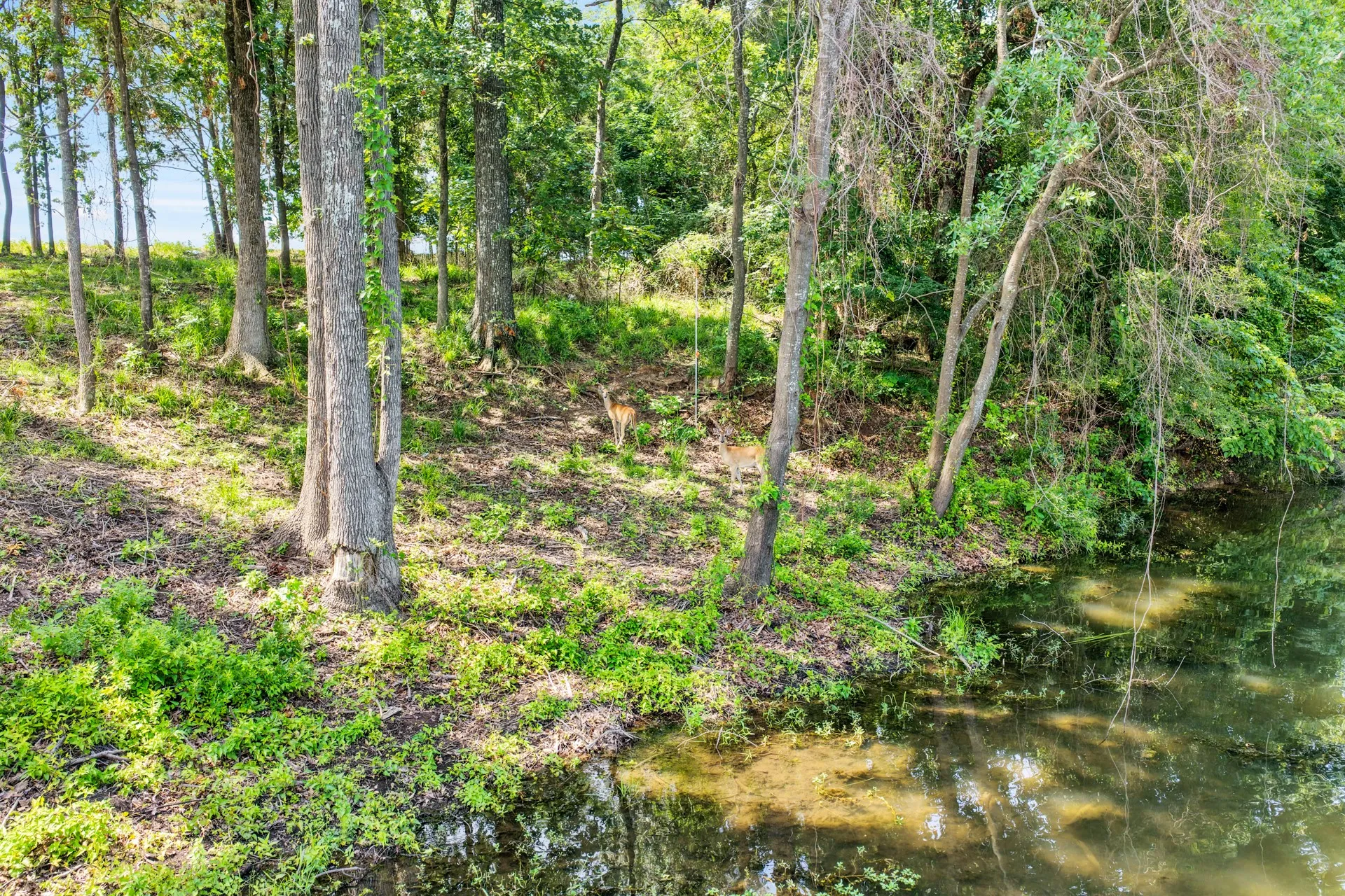 Unimproved Land For Sale in Titus County , Lot 70 Private Road 2712, Mt Pleasant, Texas 75455, 0, 0, Garage spaces, 0 Sqft, built in 0, Price $84,900, mls#21328129, Real Estate Agent in Mt Pleasant, Homes For Sale in Titus county, Homes For Sale in Mt Pleasant, Realtor in Mt Pleasant Texas, Real Estate Brokerage Independent Realty Texas, Luminita Cordes Realtor