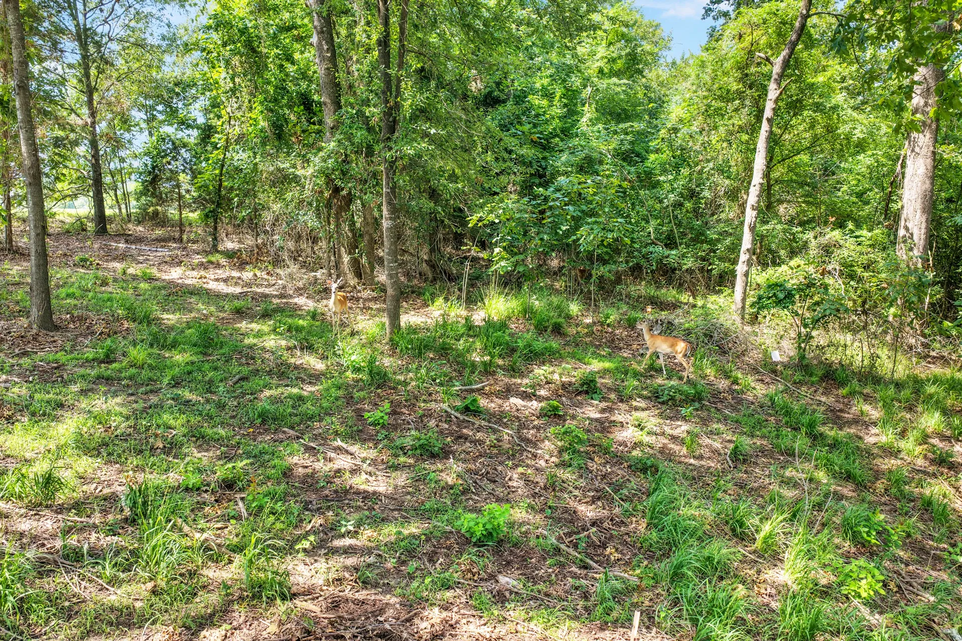 Unimproved Land For Sale in Titus County , Lot 70 Private Road 2712, Mt Pleasant, Texas 75455, 0, 0, Garage spaces, 0 Sqft, built in 0, Price $84,900, mls#21328129, Real Estate Agent in Mt Pleasant, Homes For Sale in Titus county, Homes For Sale in Mt Pleasant, Realtor in Mt Pleasant Texas, Real Estate Brokerage Independent Realty Texas, Luminita Cordes Realtor