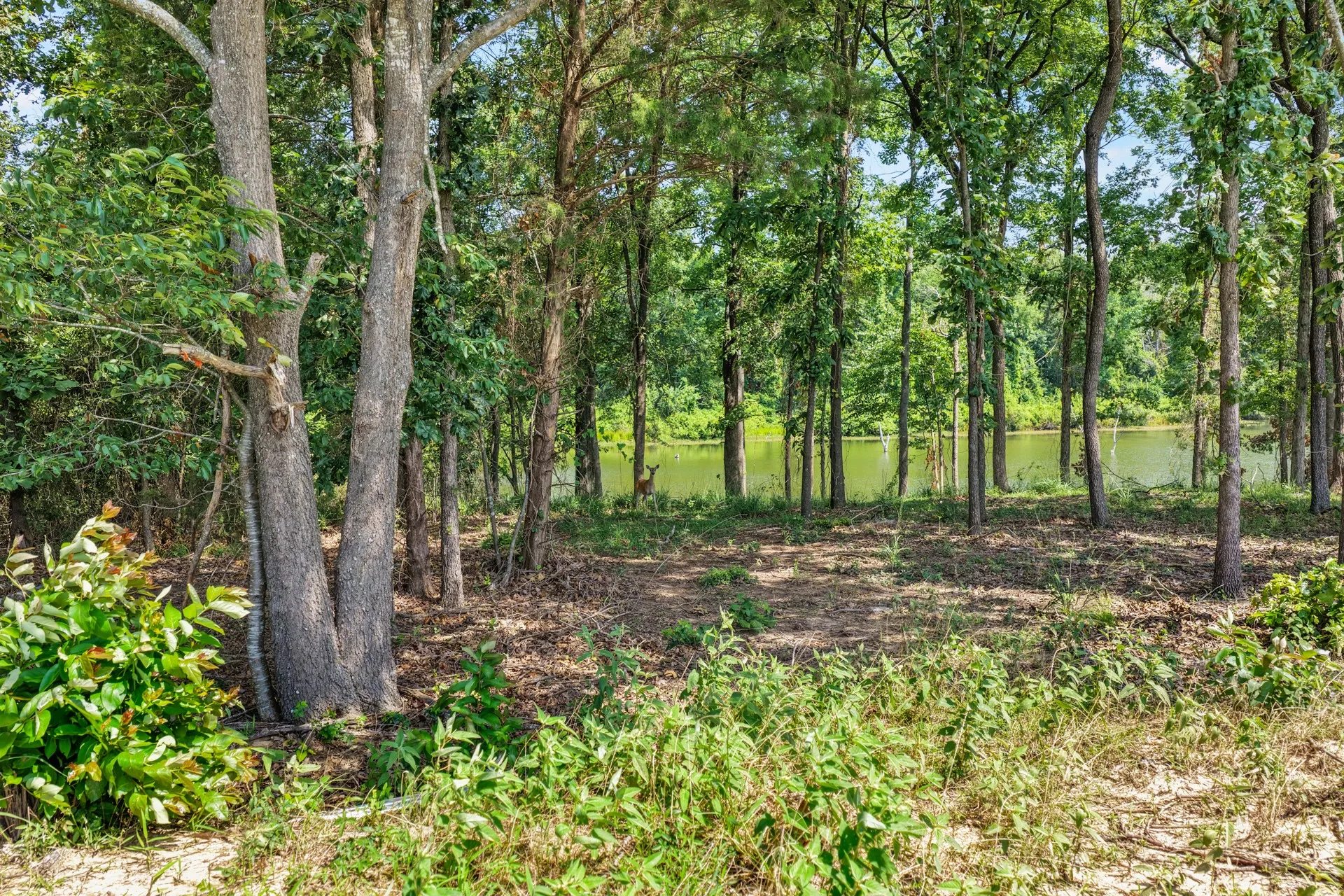 Unimproved Land For Sale in Titus County , Lot 70 Private Road 2712, Mt Pleasant, Texas 75455, 0, 0, Garage spaces, 0 Sqft, built in 0, Price $84,900, mls#21328129, Real Estate Agent in Mt Pleasant, Homes For Sale in Titus county, Homes For Sale in Mt Pleasant, Realtor in Mt Pleasant Texas, Real Estate Brokerage Independent Realty Texas, Luminita Cordes Realtor