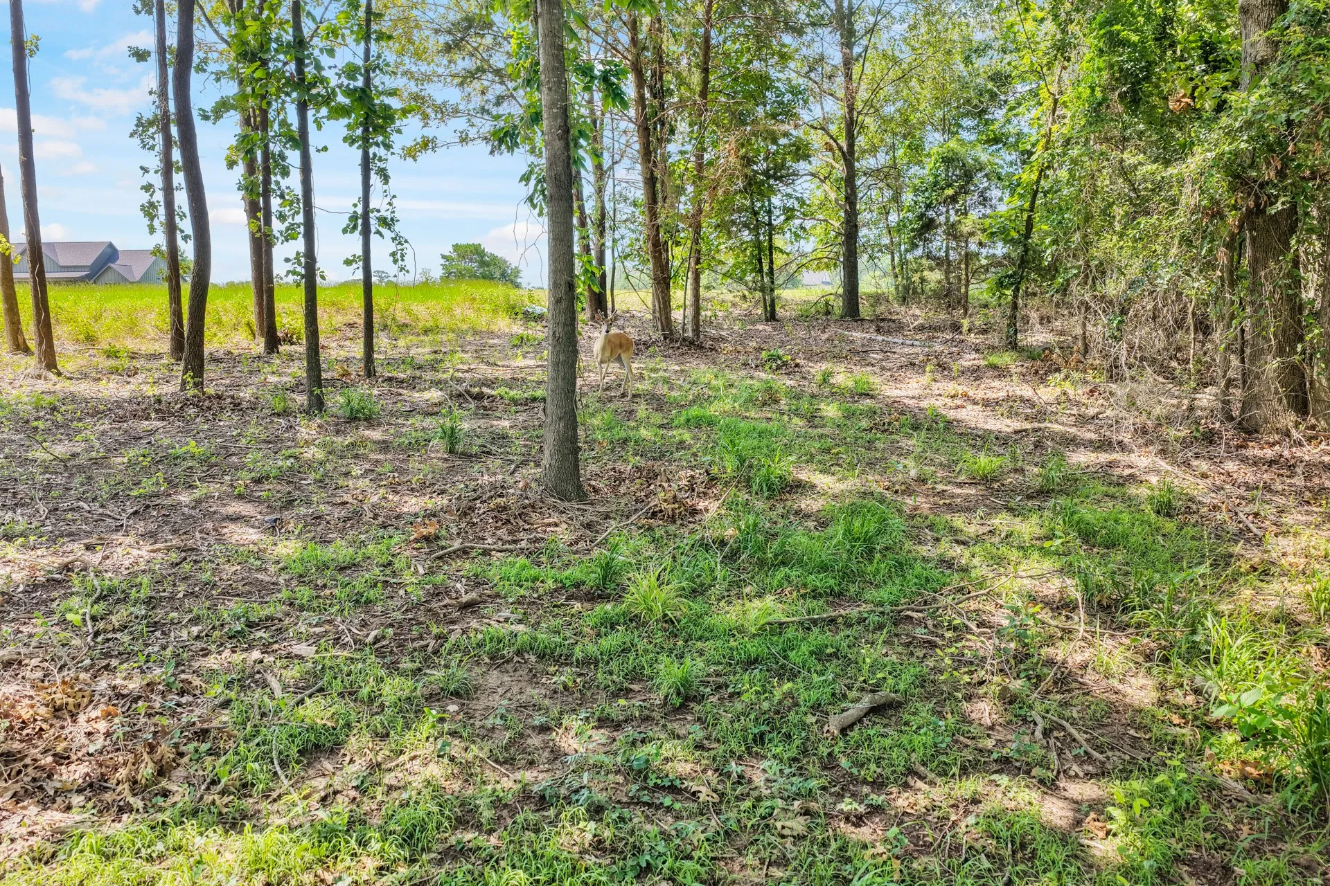 Unimproved Land For Sale in Titus County , Lot 70 Private Road 2712, Mt Pleasant, Texas 75455, 0, 0, Garage spaces, 0 Sqft, built in 0, Price $84,900, mls#21328129, Real Estate Agent in Mt Pleasant, Homes For Sale in Titus county, Homes For Sale in Mt Pleasant, Realtor in Mt Pleasant Texas, Real Estate Brokerage Independent Realty Texas, Luminita Cordes Realtor