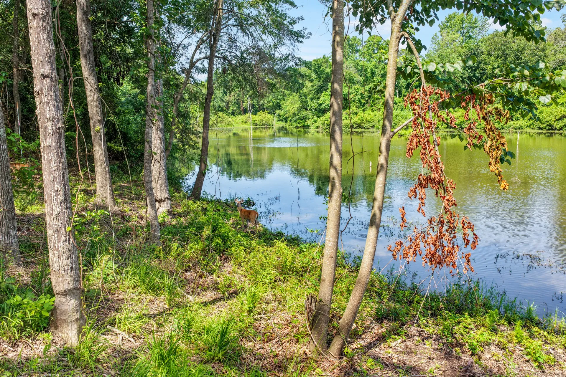 Unimproved Land For Sale in Titus County , Lot 70 Private Road 2712, Mt Pleasant, Texas 75455, 0, 0, Garage spaces, 0 Sqft, built in 0, Price $84,900, mls#21328129, Real Estate Agent in Mt Pleasant, Homes For Sale in Titus county, Homes For Sale in Mt Pleasant, Realtor in Mt Pleasant Texas, Real Estate Brokerage Independent Realty Texas, Luminita Cordes Realtor