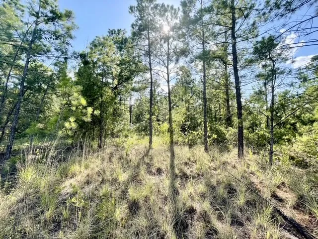 Single Family Residence For Sale in Rusk County , 8262 US Highway 84 W, Mount Enterprise, Texas 75681, 5 Bedroom, 3 Bathroom, 4 Garage spaces, 2,630 Sqft, built in 1930, mls#21328038, Real Estate Agent in Mount Enterprise, Homes For Sale in Rusk county, Homes For Sale in Mount Enterprise, Realtor in Mount Enterprise Texas, Real Estate Brokerage Independent Realty Texas, Luminita Cordes Realtor