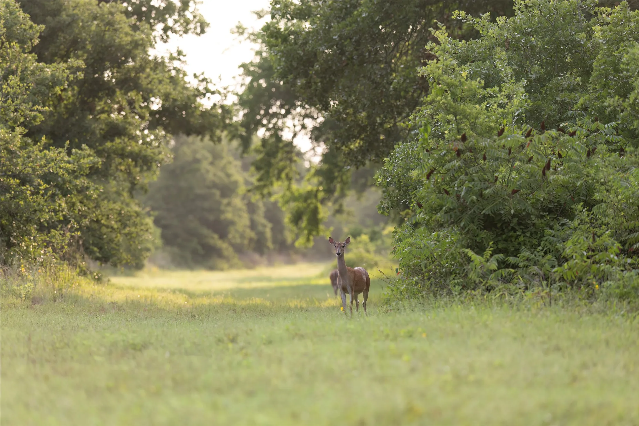 Farm For Sale in Jack County , 10371 State Hwy 148, Jacksboro, Texas 76458, 2 Bedrooms, 1 Bathroom, Garage spaces, 1,200 Sqft, built in 2019, Price $825,000, mls#21328379, Real Estate Agent in Jacksboro, Homes For Sale in Jack county, Homes For Sale in Jacksboro, Realtor in Jacksboro Texas, Real Estate Brokerage Independent Realty Texas, Luminita Cordes Realtor