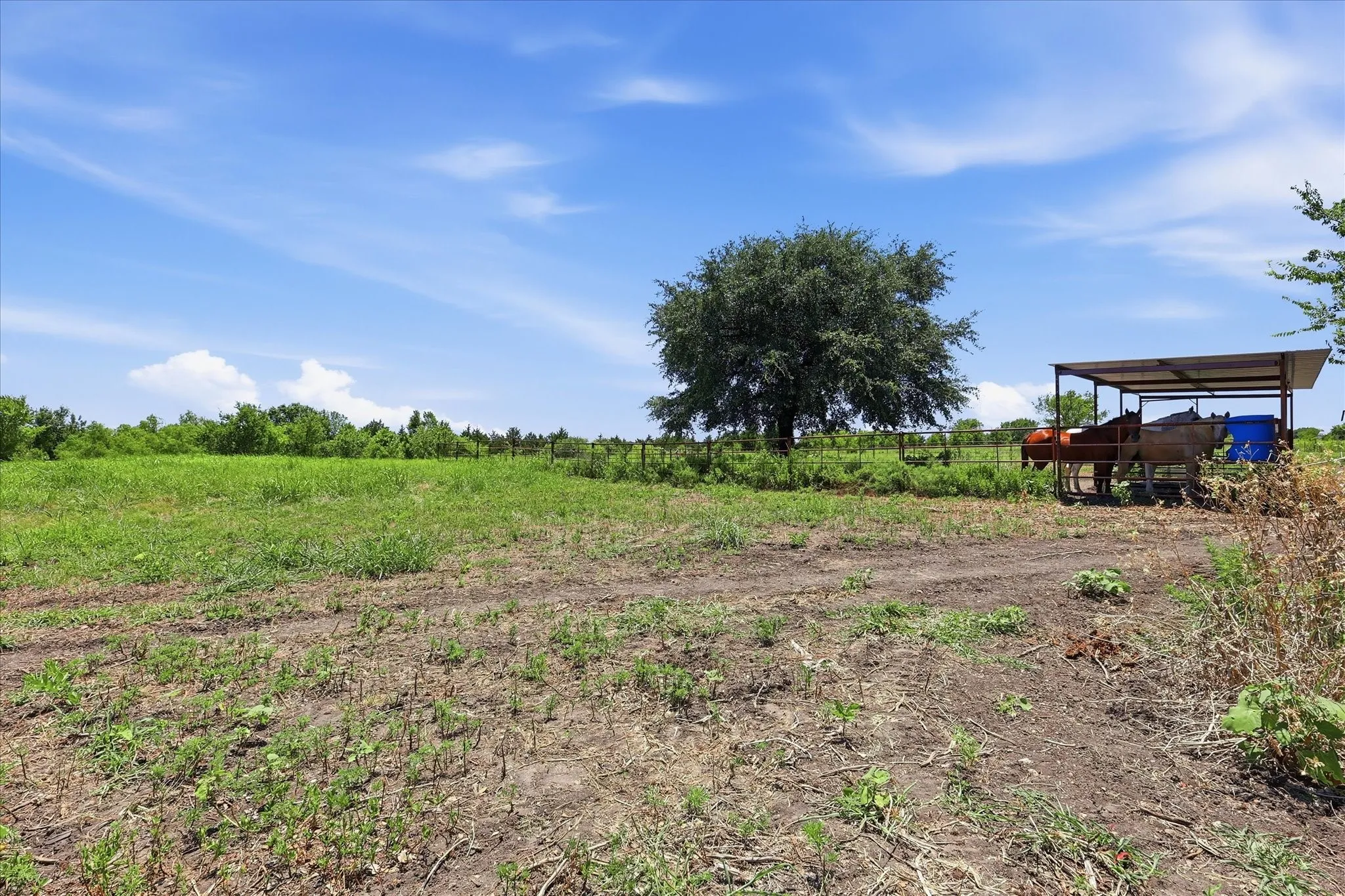 Expansive open pastureland featuring a mature shade tree and a metal-frame shelter