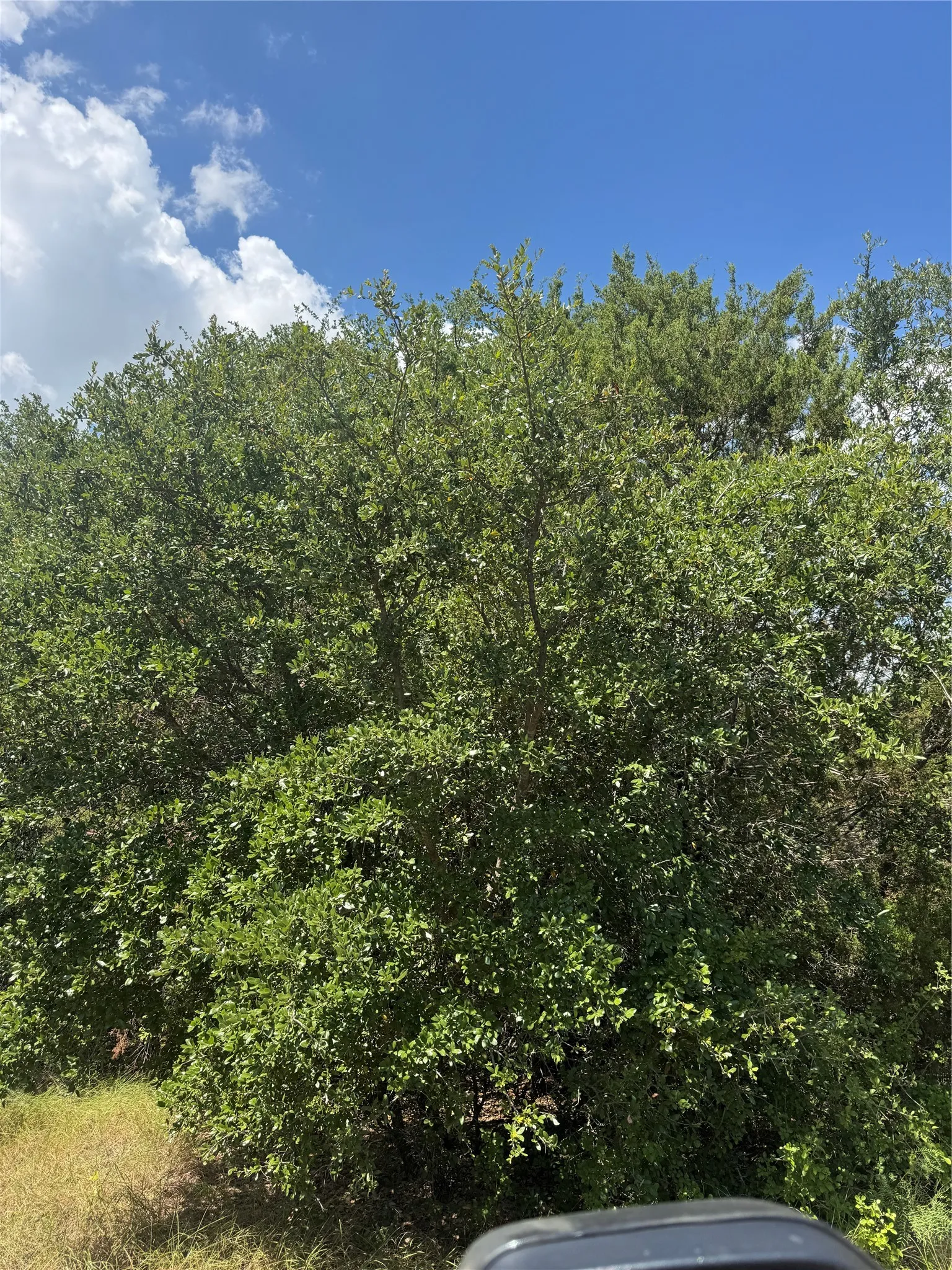 Some beautiful live oaks on the property